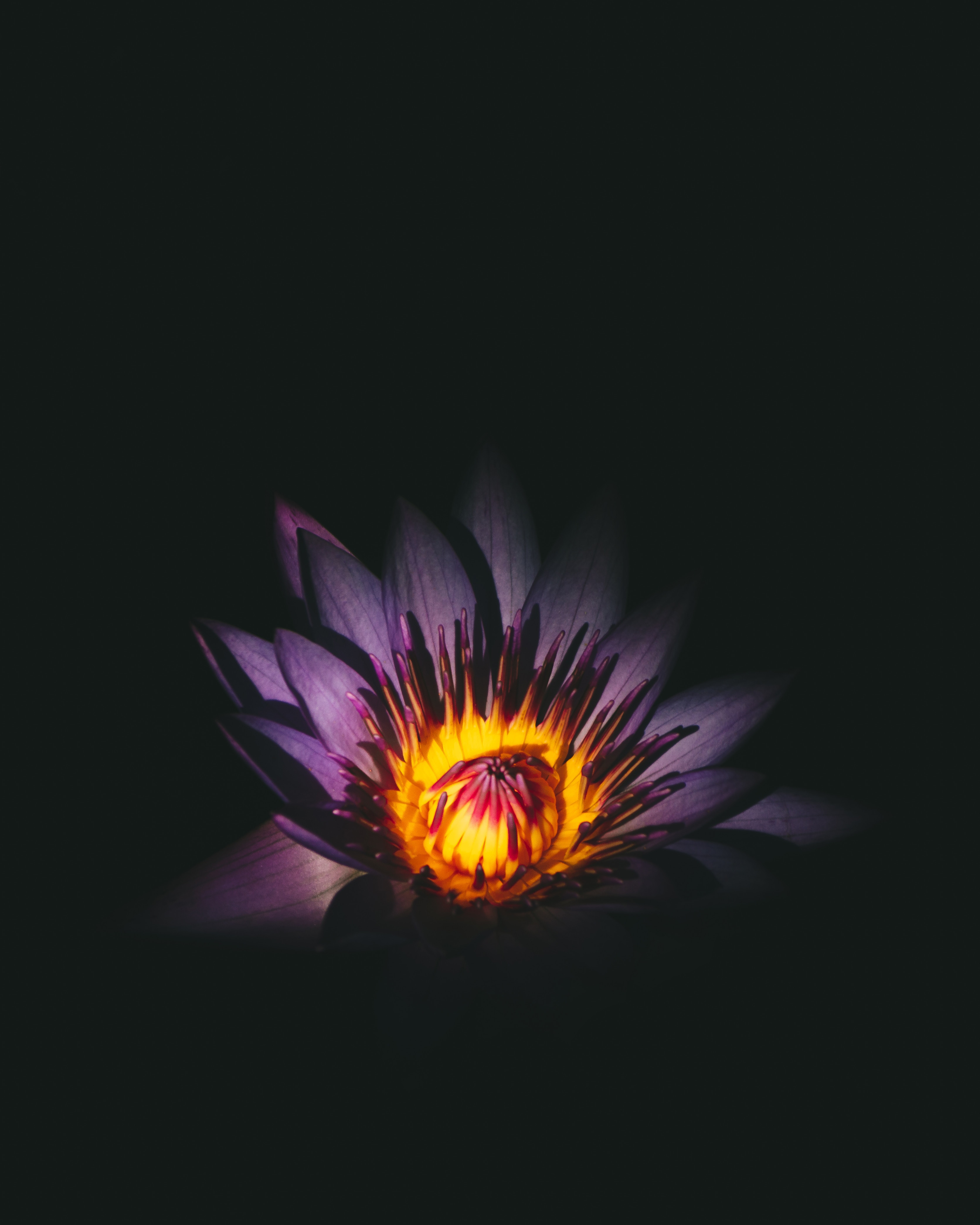 Free download wallpaper Lotus, Bud, Flower, Purple, Flowers, Violet on your PC desktop