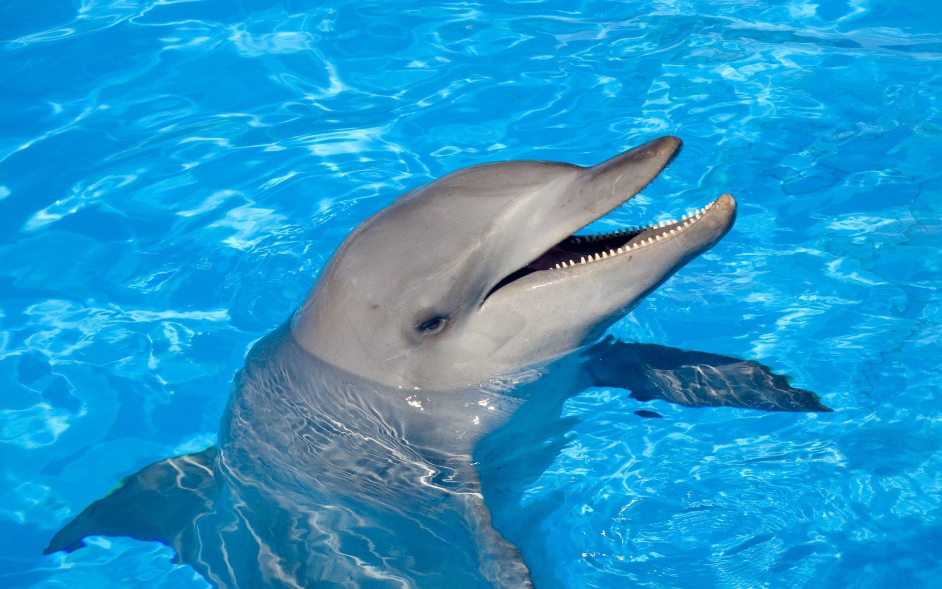 dolphin, animals, water, head, to swim, swim