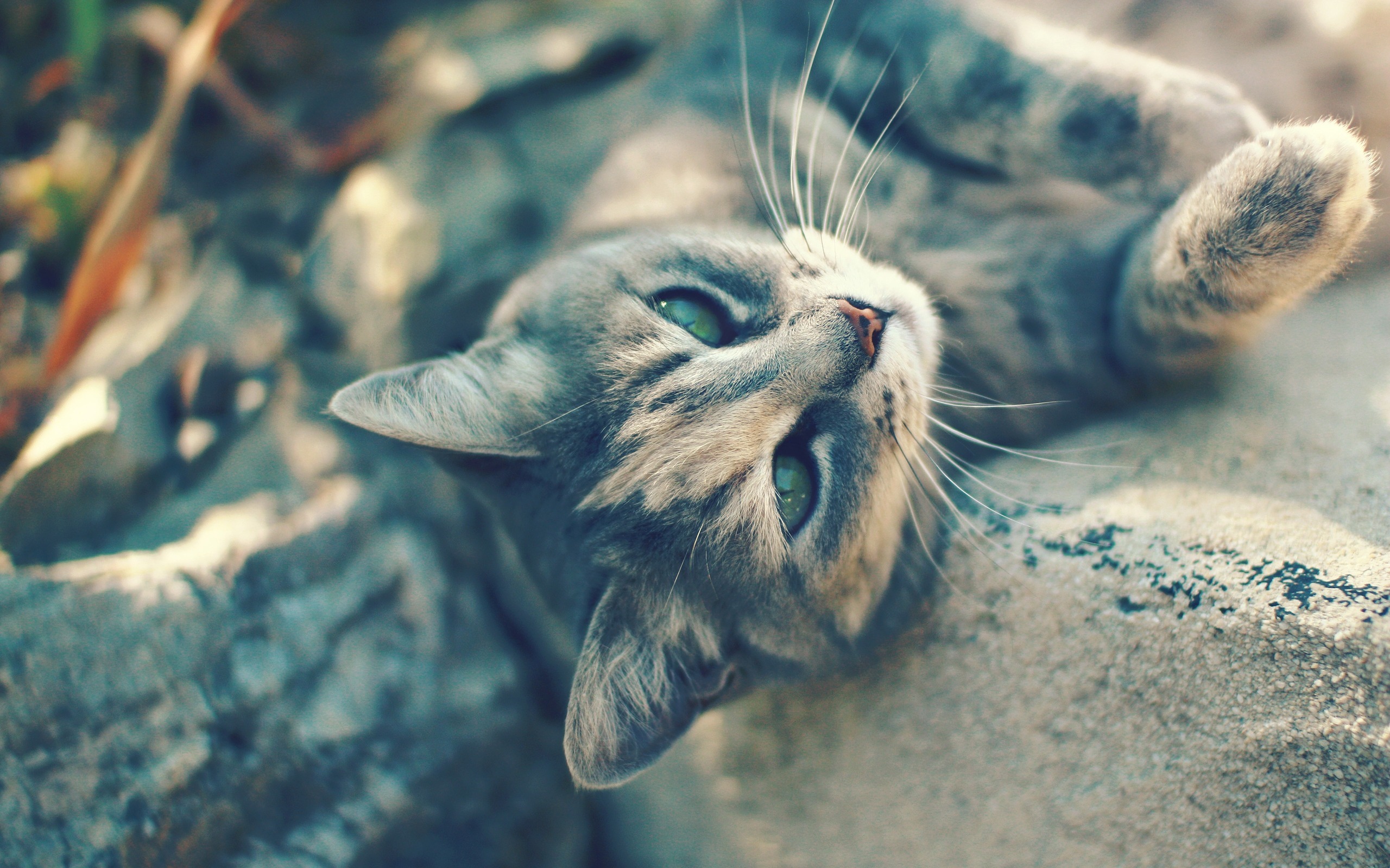 Free download wallpaper Cat, Animal on your PC desktop