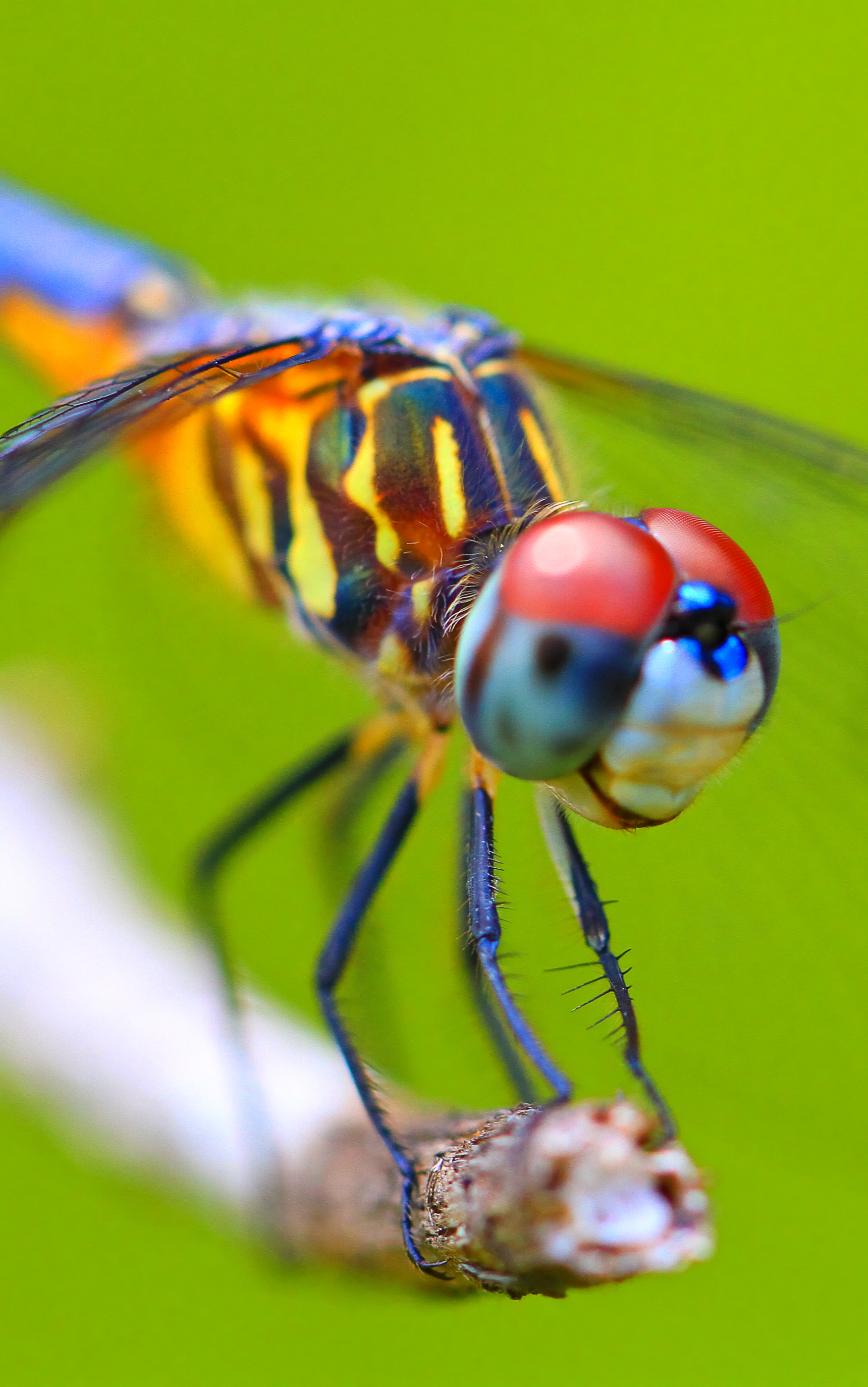 Téléchargez gratuitement l'image Animaux, Insectes, Libellule sur le bureau de votre PC