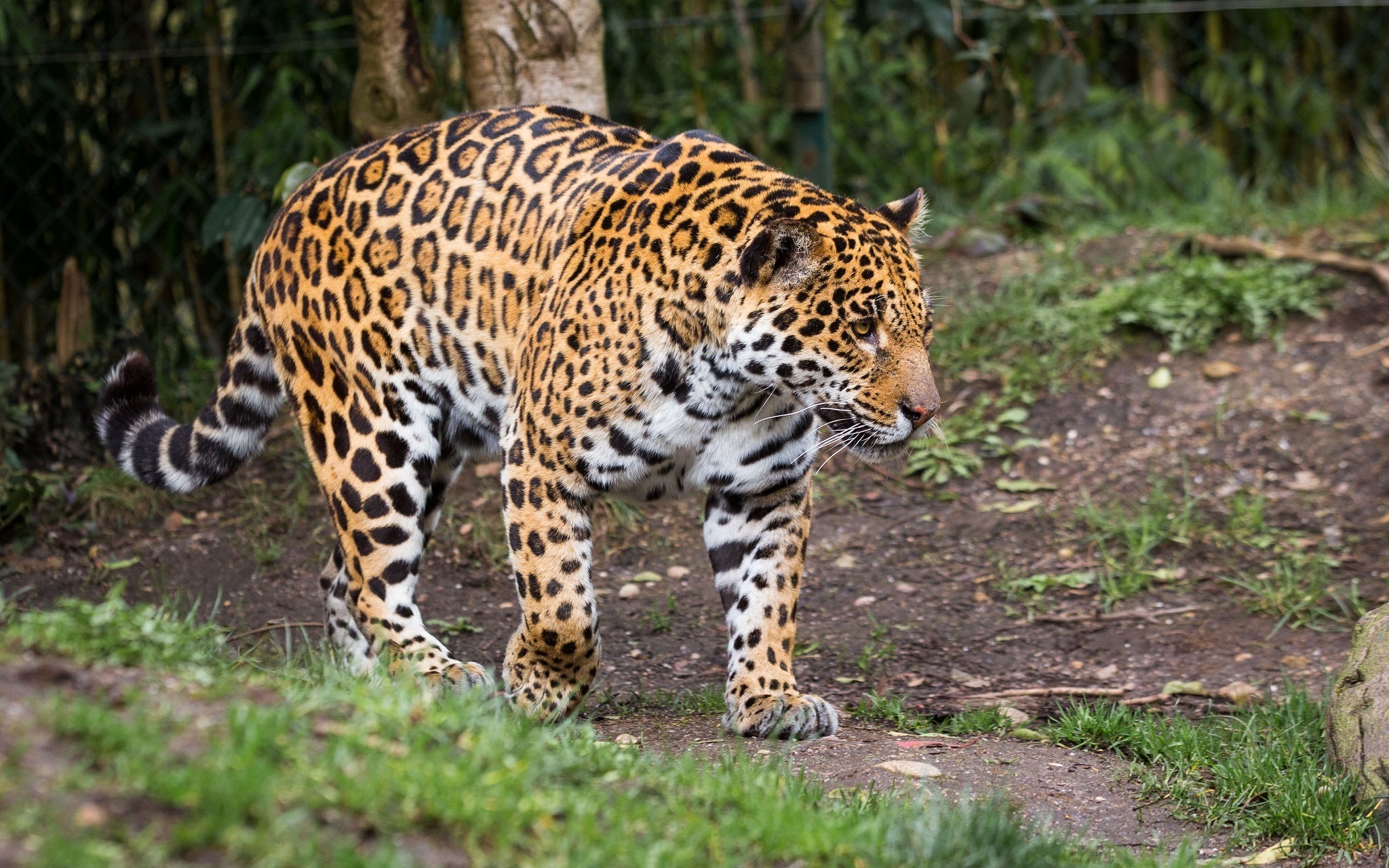 Descarga gratuita de fondo de pantalla para móvil de Jaguar, Gatos, Animales.