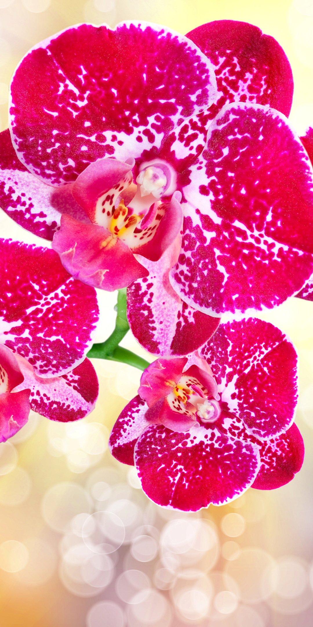 Download mobile wallpaper Flowers, Flower, Earth, Bokeh, Orchid, Sunbeam, Pink Flower, Sunbean for free.