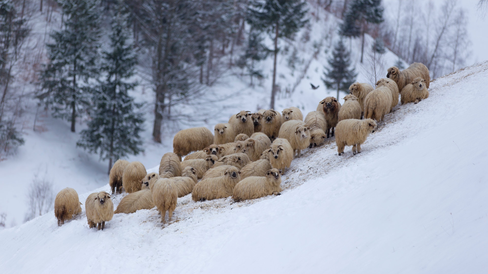 Free download wallpaper Winter, Snow, Animal, Sheep on your PC desktop