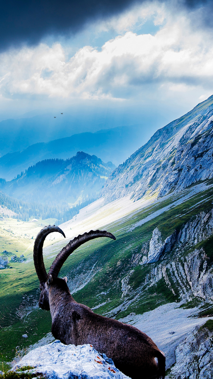 1384974 скачать обои животные, альпийский козерог, козел, коза, швейцария, пейзаж, ландшафт - заставки и картинки бесплатно
