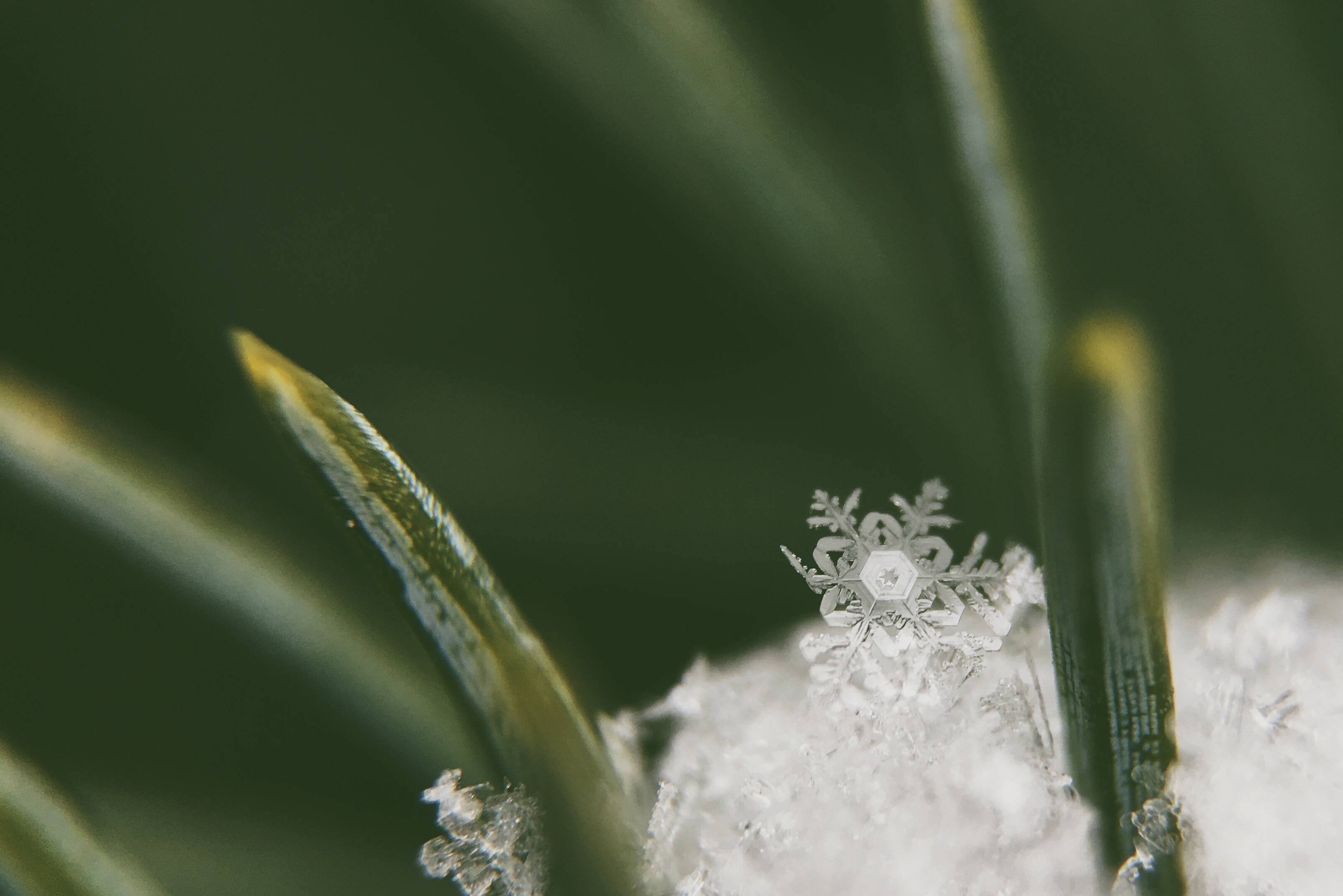Free download wallpaper Grass, Snow, Plant, Macro on your PC desktop