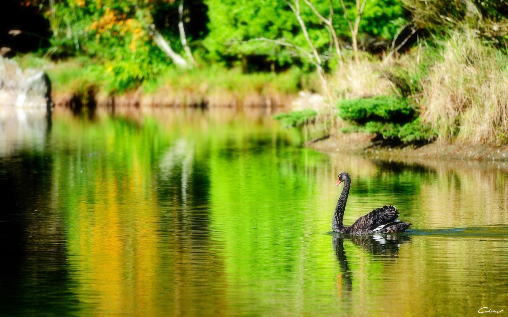 Laden Sie das Teich, Schwan, Das Schwarze, See, Vogel, Tiere-Bild kostenlos auf Ihren PC-Desktop herunter