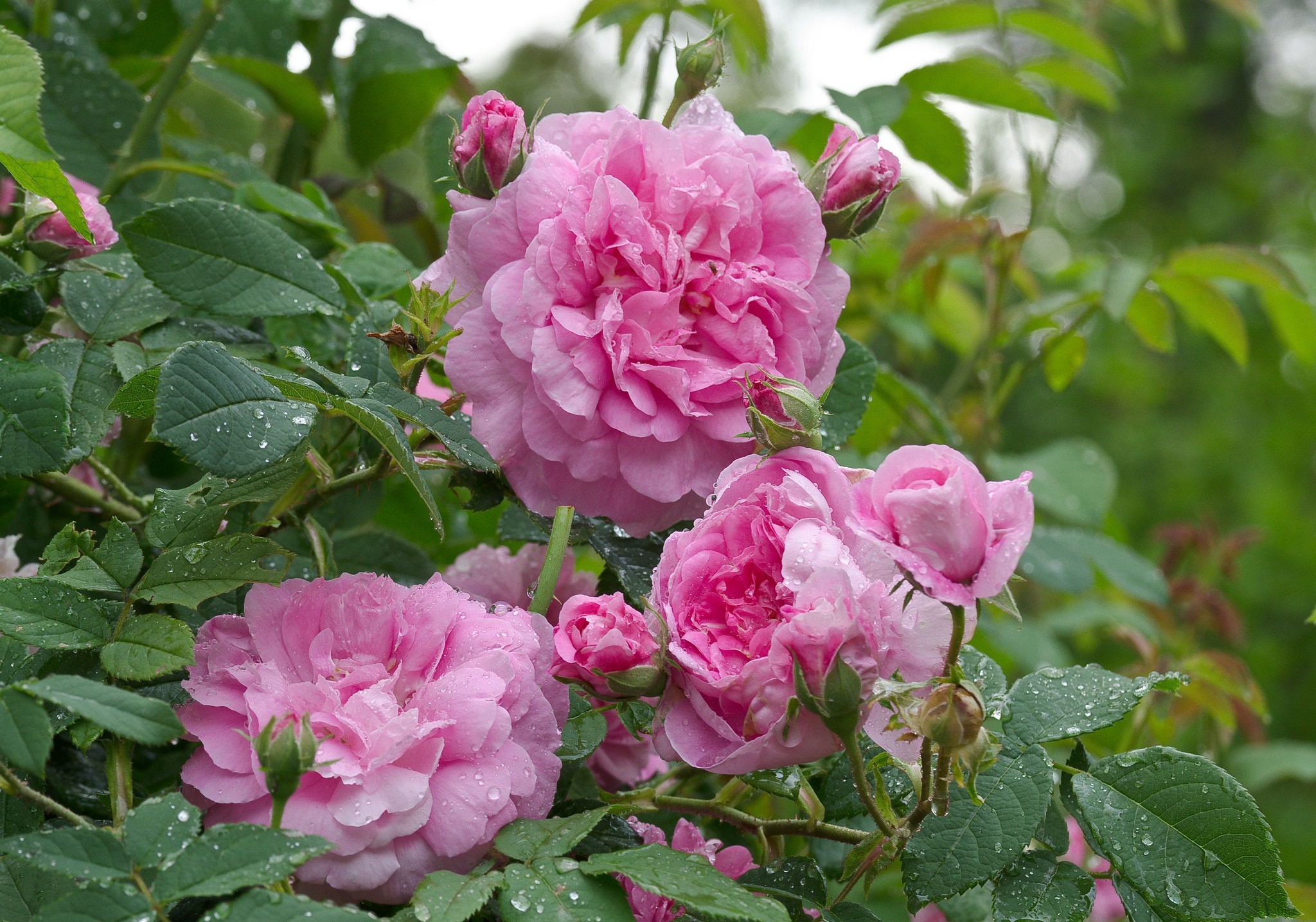Téléchargez gratuitement l'image Fleurs, Rose, Feuille, Rosée, Terre/nature sur le bureau de votre PC