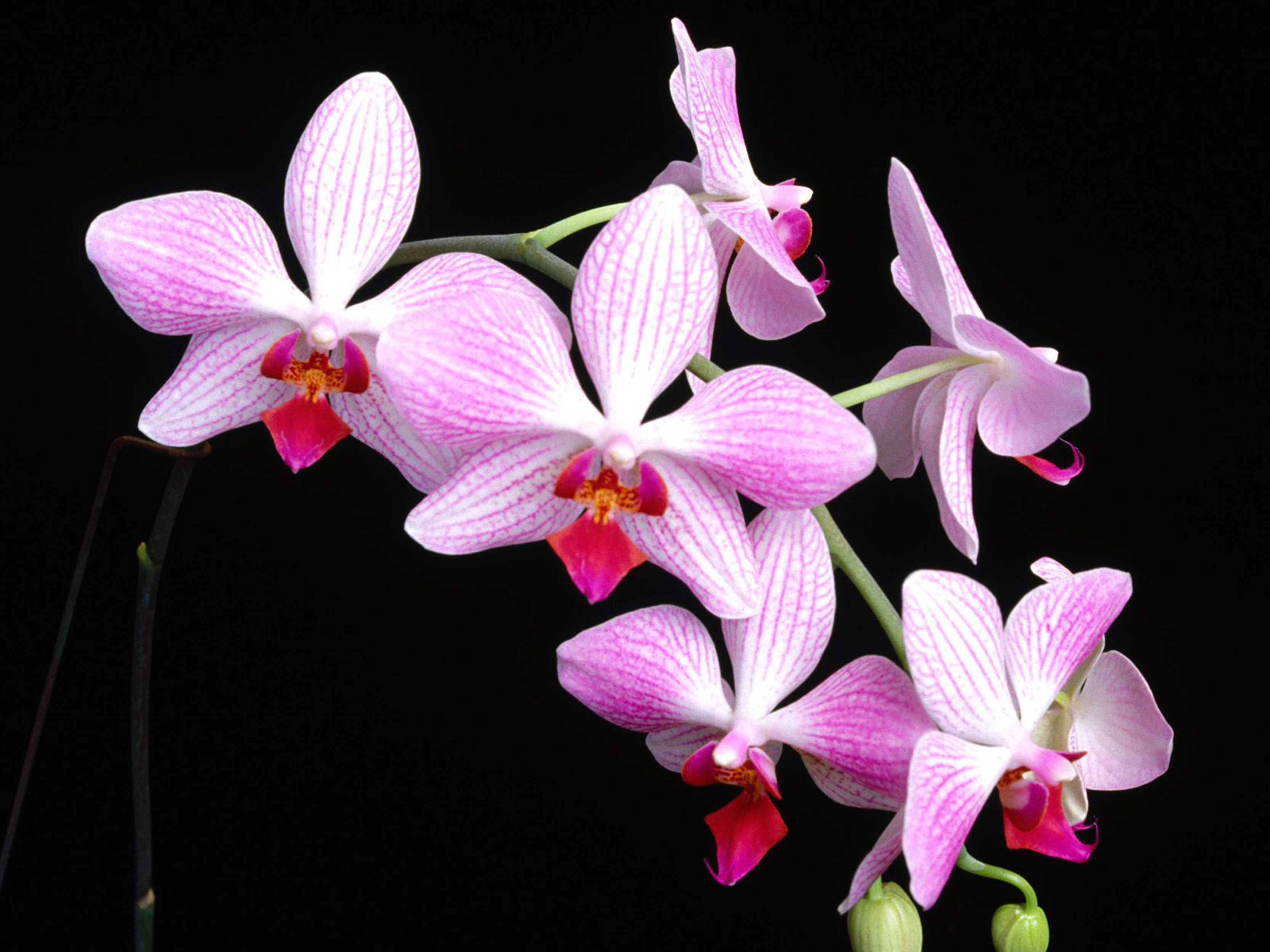 Free download wallpaper Flowers, Flower, Earth, Orchid, Pink Flower on your PC desktop