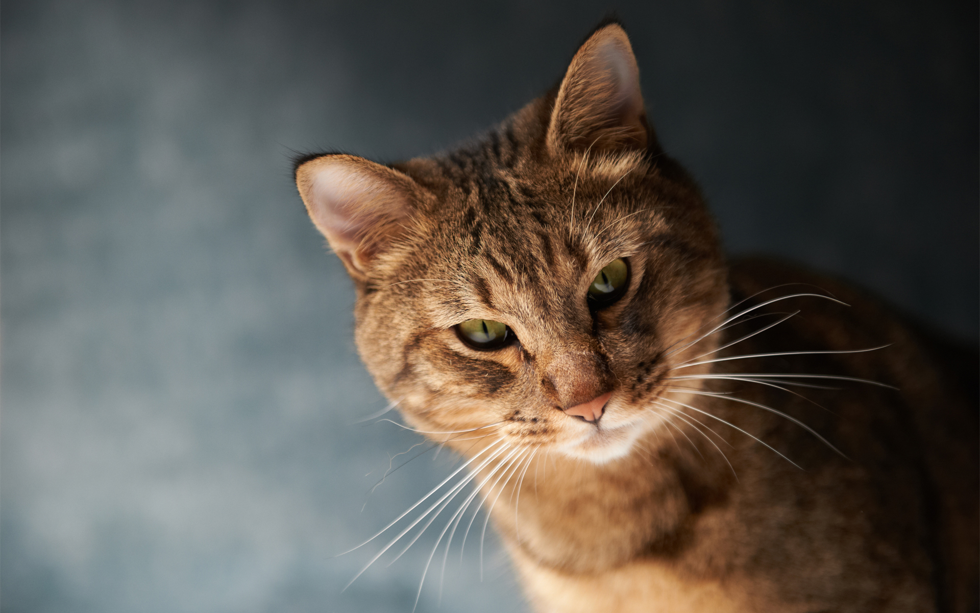 Baixe gratuitamente a imagem Animais, Gatos, Gato na área de trabalho do seu PC