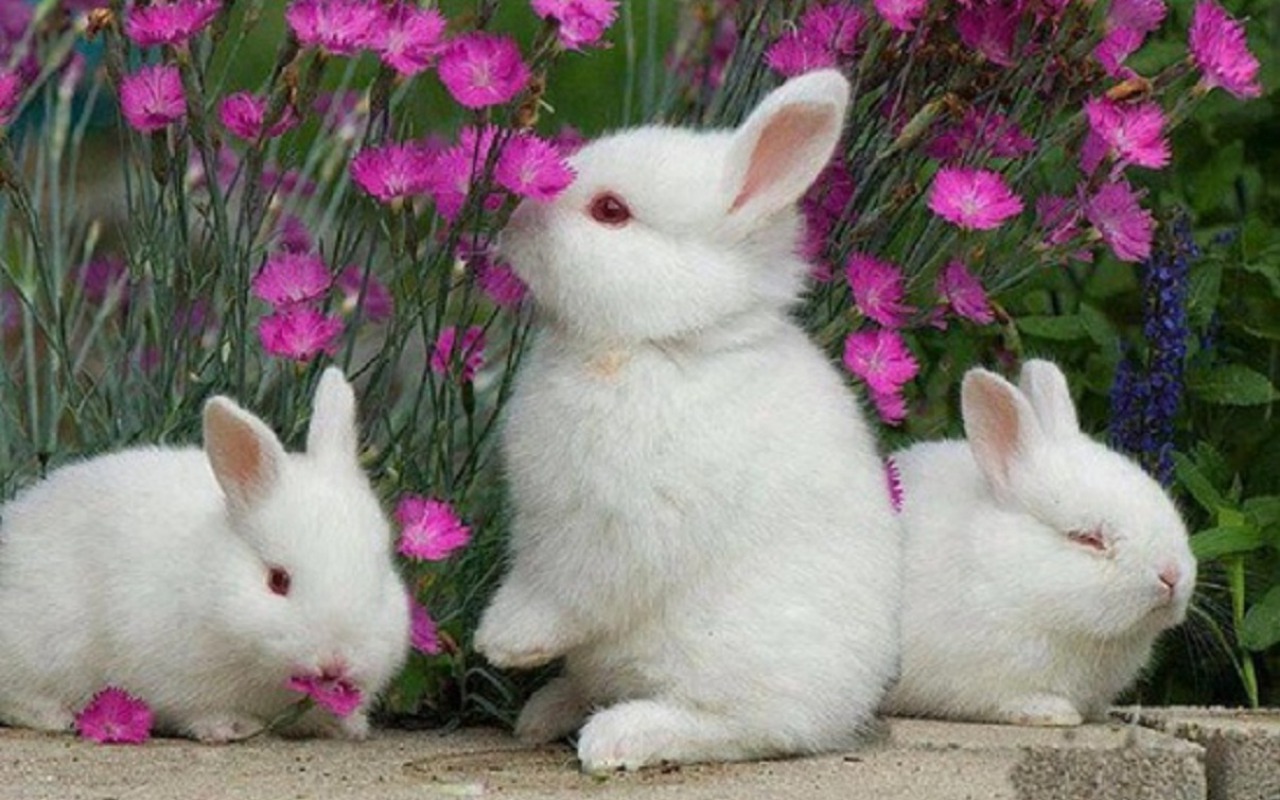 Download mobile wallpaper Animal, Rabbit for free.