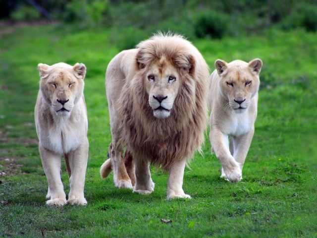 Download mobile wallpaper Cats, Lion, Animal, Warrior for free.