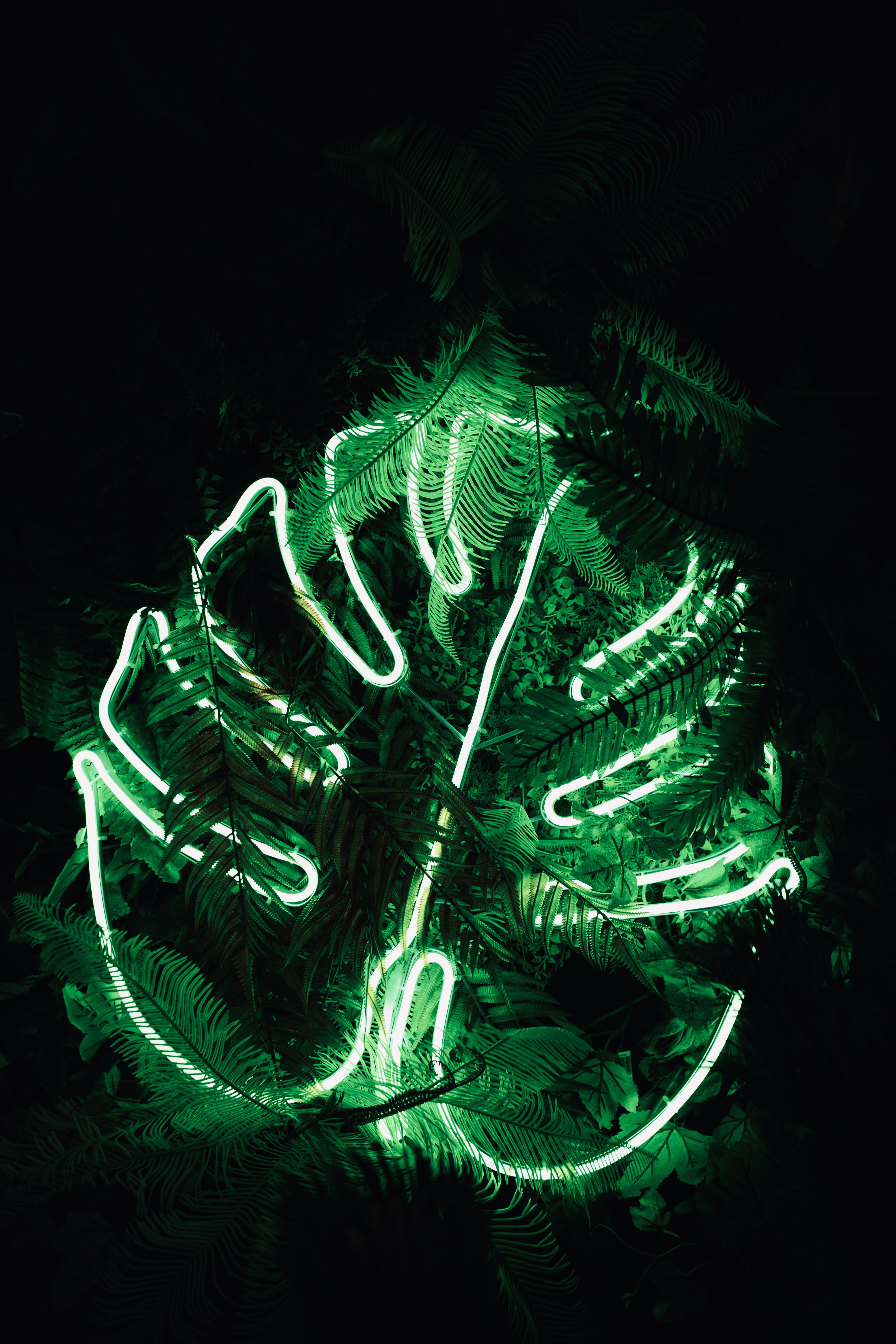 neon, fern, green, dark, shine, light, leaflet Image for desktop