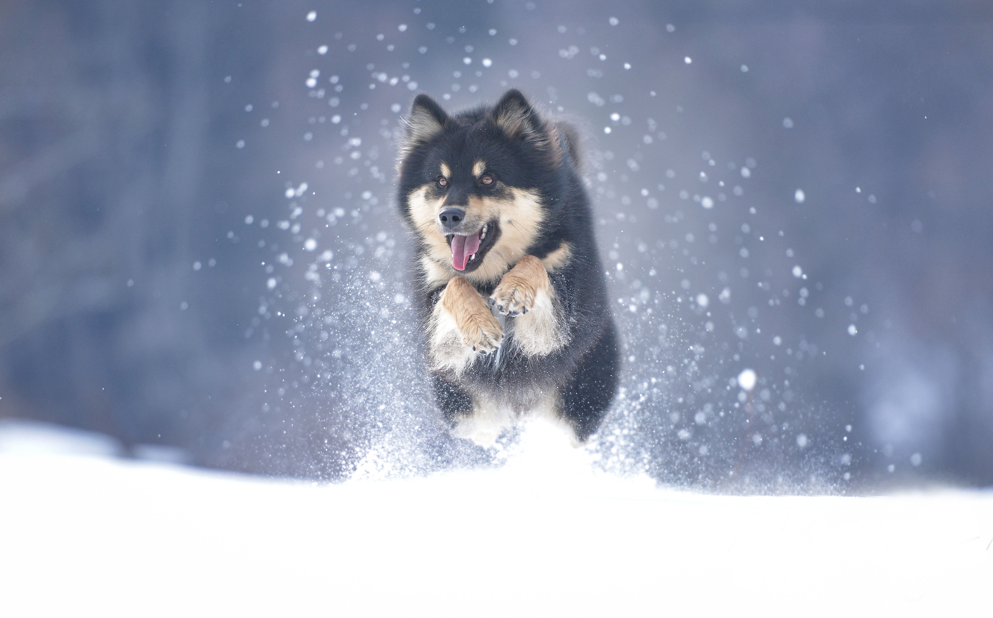 474734 descargar imagen invierno, animales, malamute de alaska, perro, nieve, perros: fondos de pantalla y protectores de pantalla gratis