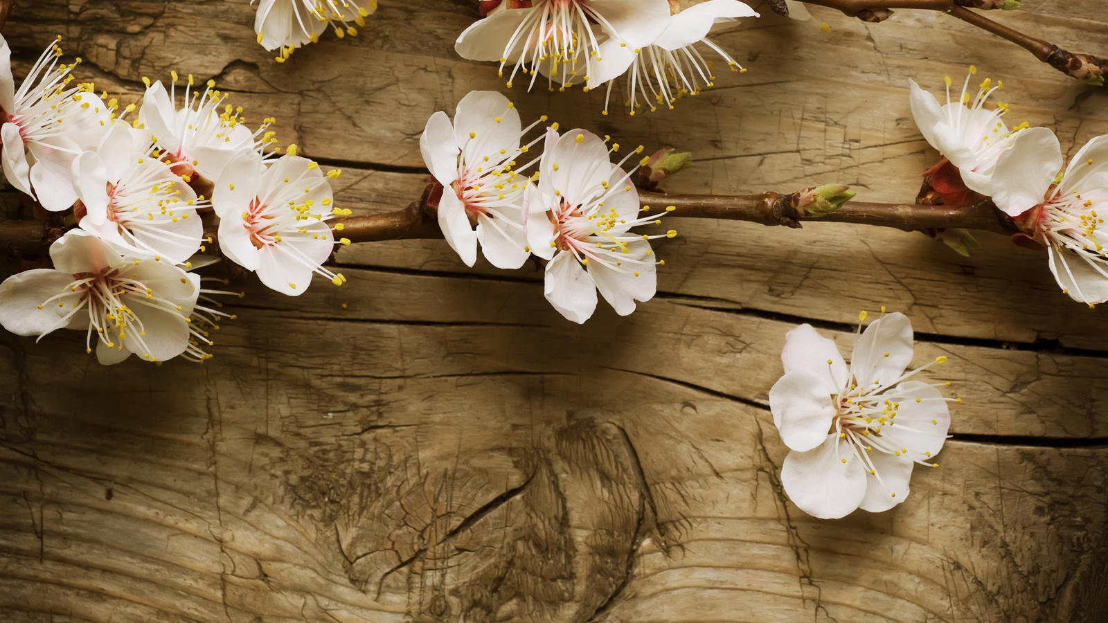 Завантажити шпалери безкоштовно Квіти, Дерева, Фон, Рослини картинка на робочий стіл ПК