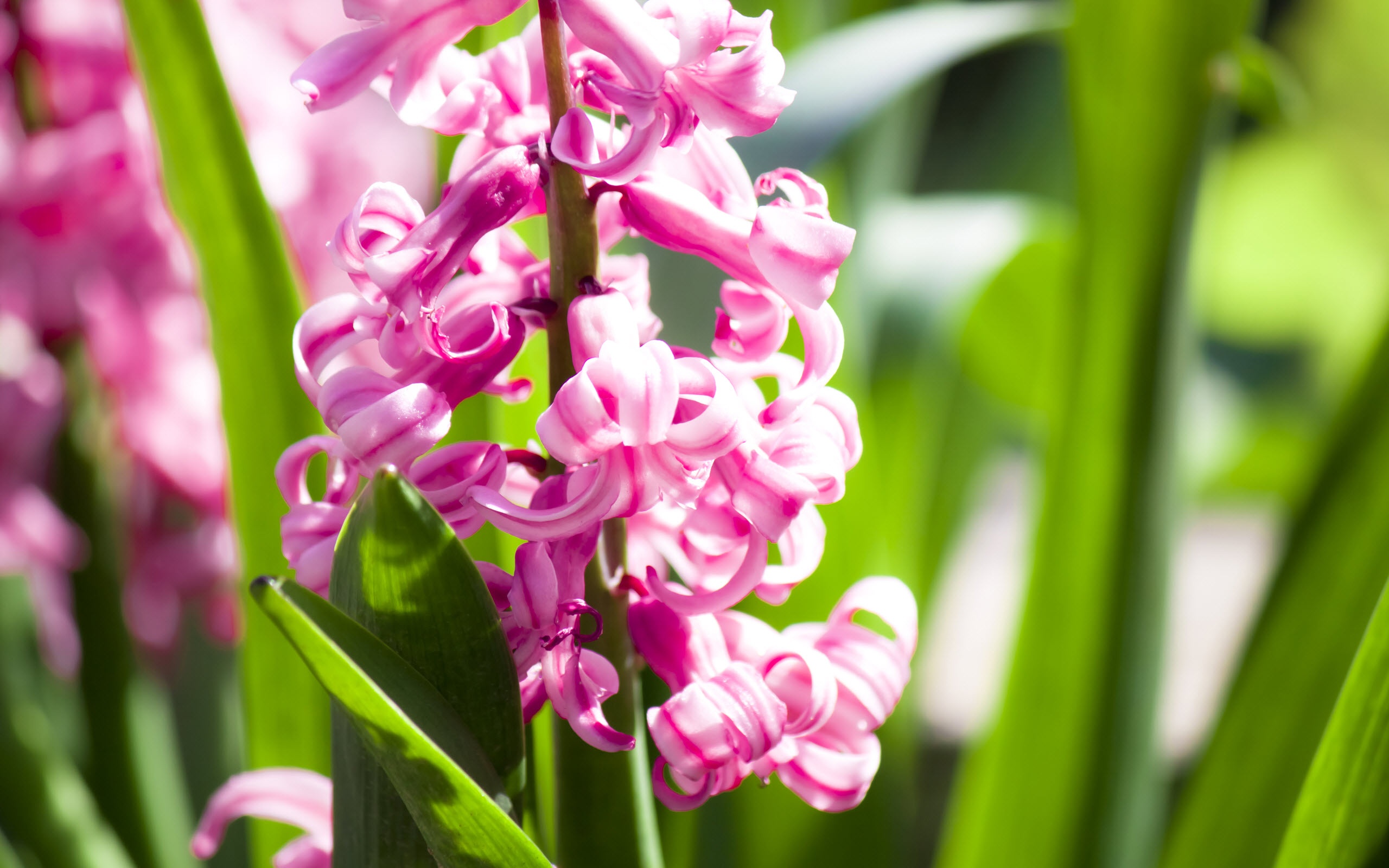 Handy-Wallpaper Pinke Blume, Blumen, Blume, Erde/natur kostenlos herunterladen.