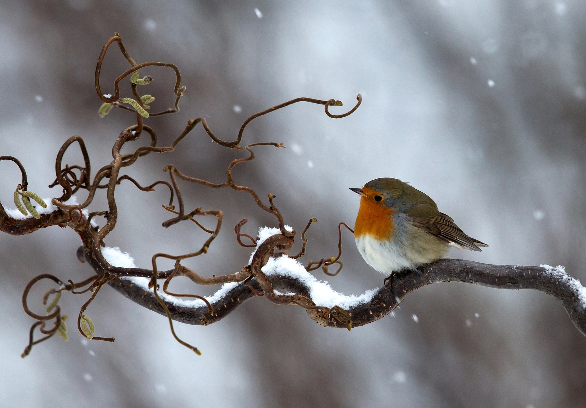 Download mobile wallpaper Winter, Birds, Snow, Bird, Branch, Animal, Robin for free.