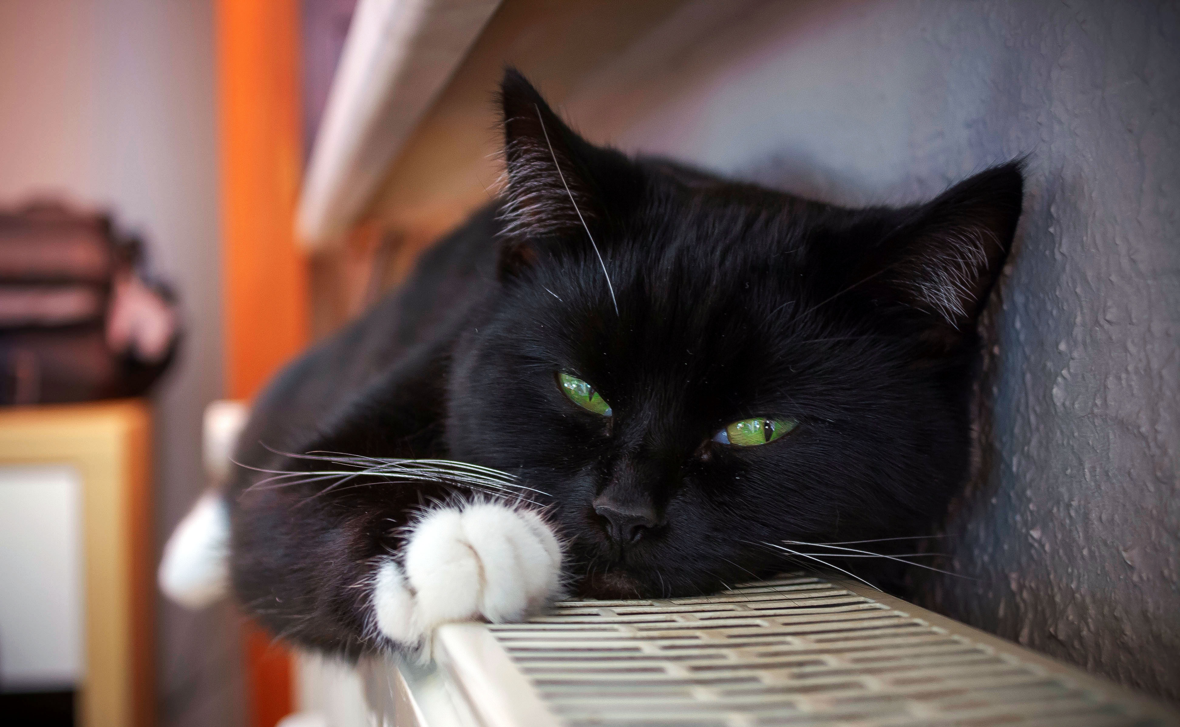 92515 скачать картинку кот, животные, лежит, пятнистый, черный, усы - обои и заставки бесплатно