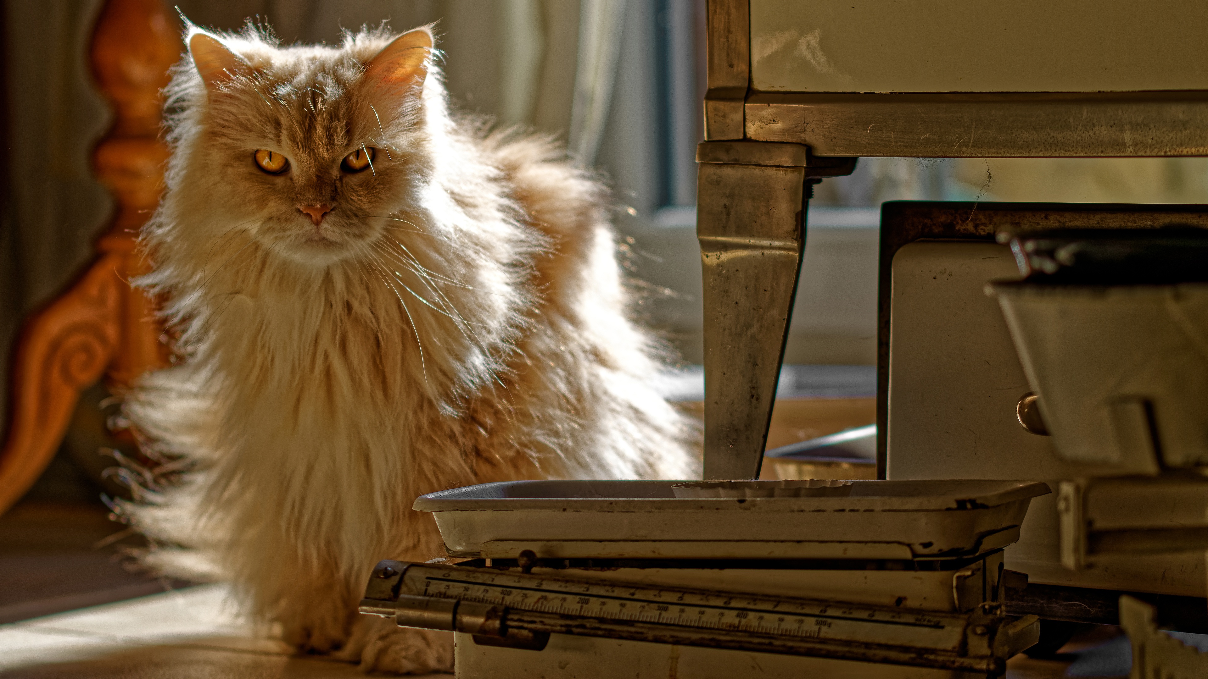 Baixe gratuitamente a imagem Animais, Gatos, Gato, Olhar Fixamente na área de trabalho do seu PC