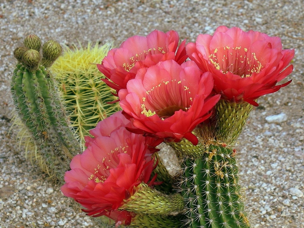 Descarga gratuita de fondo de pantalla para móvil de Plantas, Flores, Cactus.