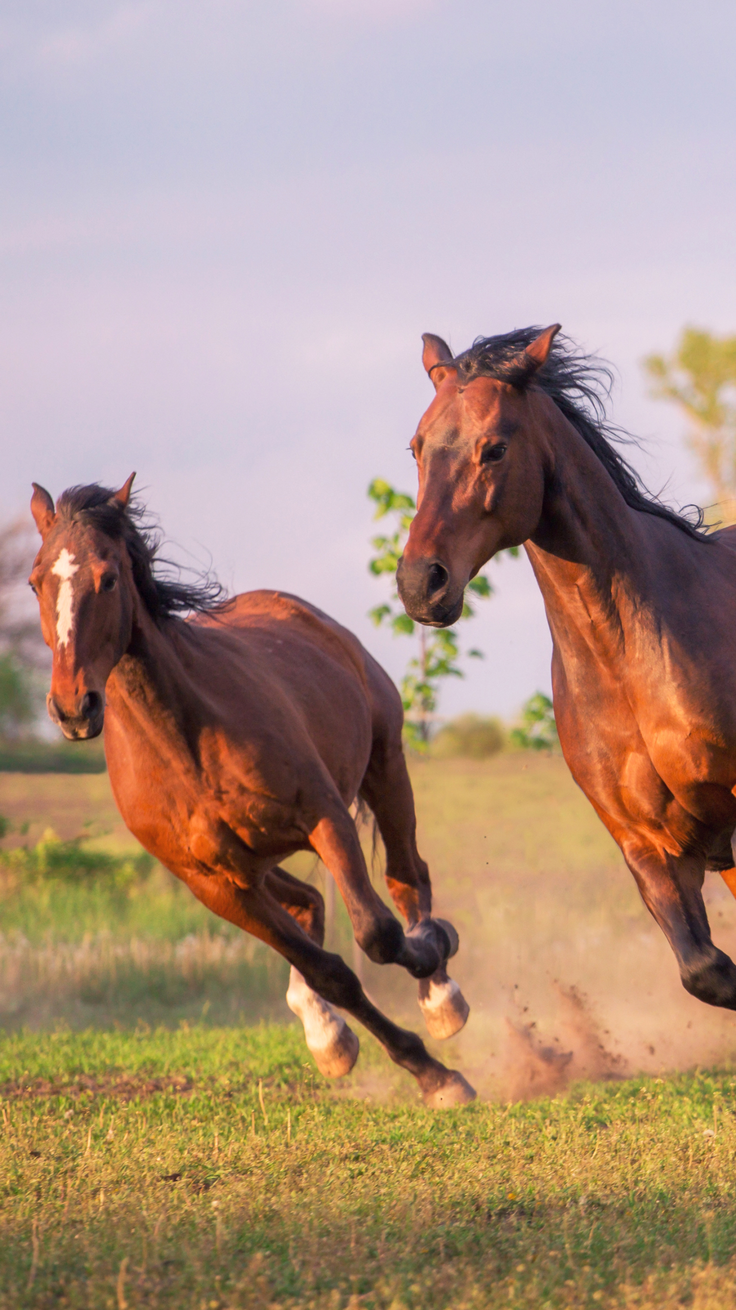 Descarga gratuita de fondo de pantalla para móvil de Animales, Caballo.