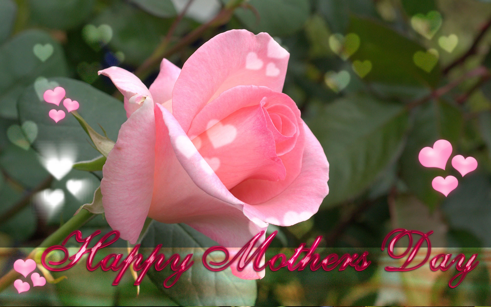 Скачать обои бесплатно Цветок, Роза, Праздничные, Розовая Роза, День Матери картинка на рабочий стол ПК