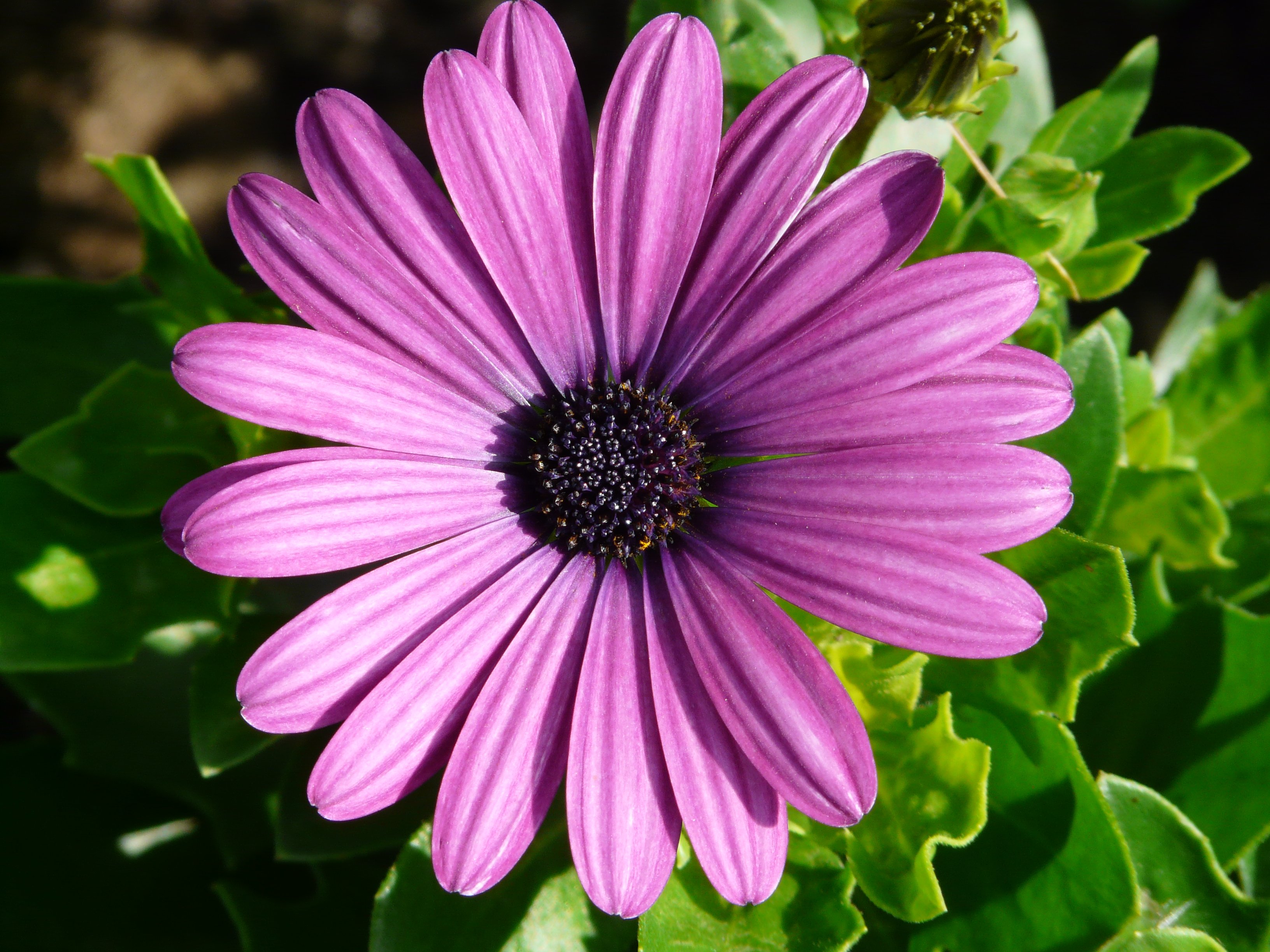 Download mobile wallpaper Flowers, Flower, Earth, Daisy, Purple Flower for free.