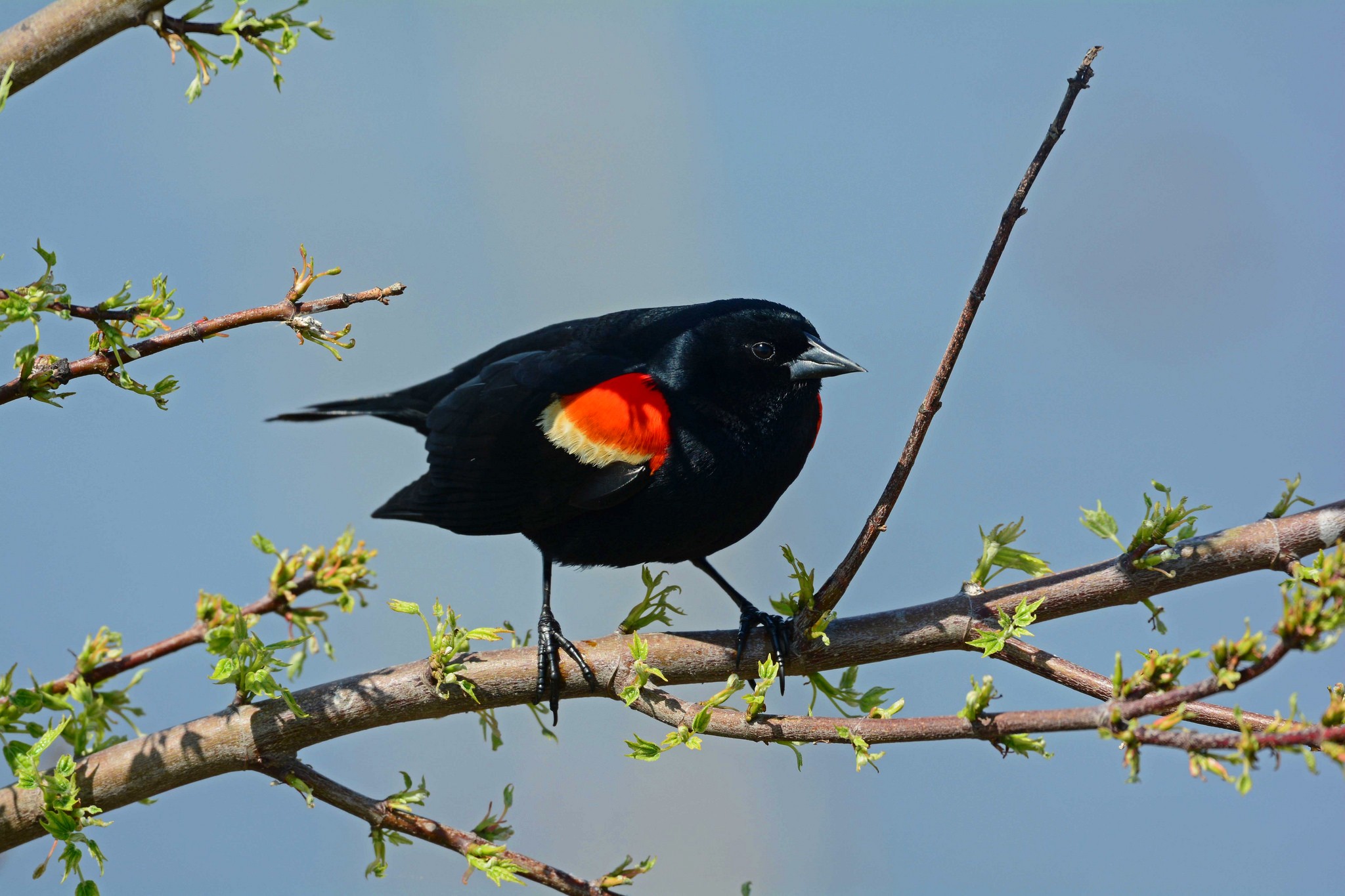 Free download wallpaper Birds, Bird, Animal, Red Winged Blackbird on your PC desktop