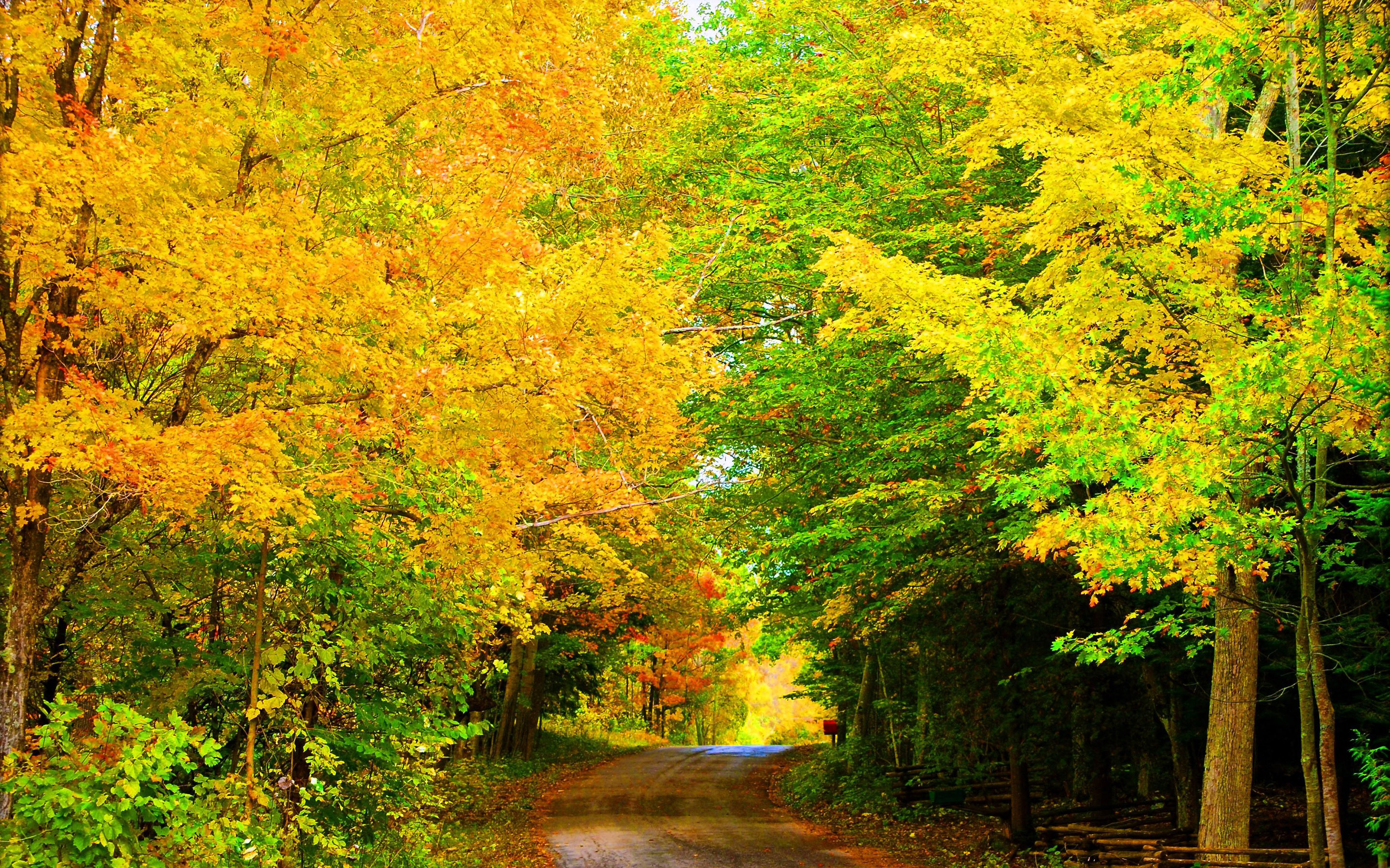 Free download wallpaper Road, Forest, Tree, Fall, Man Made on your PC desktop