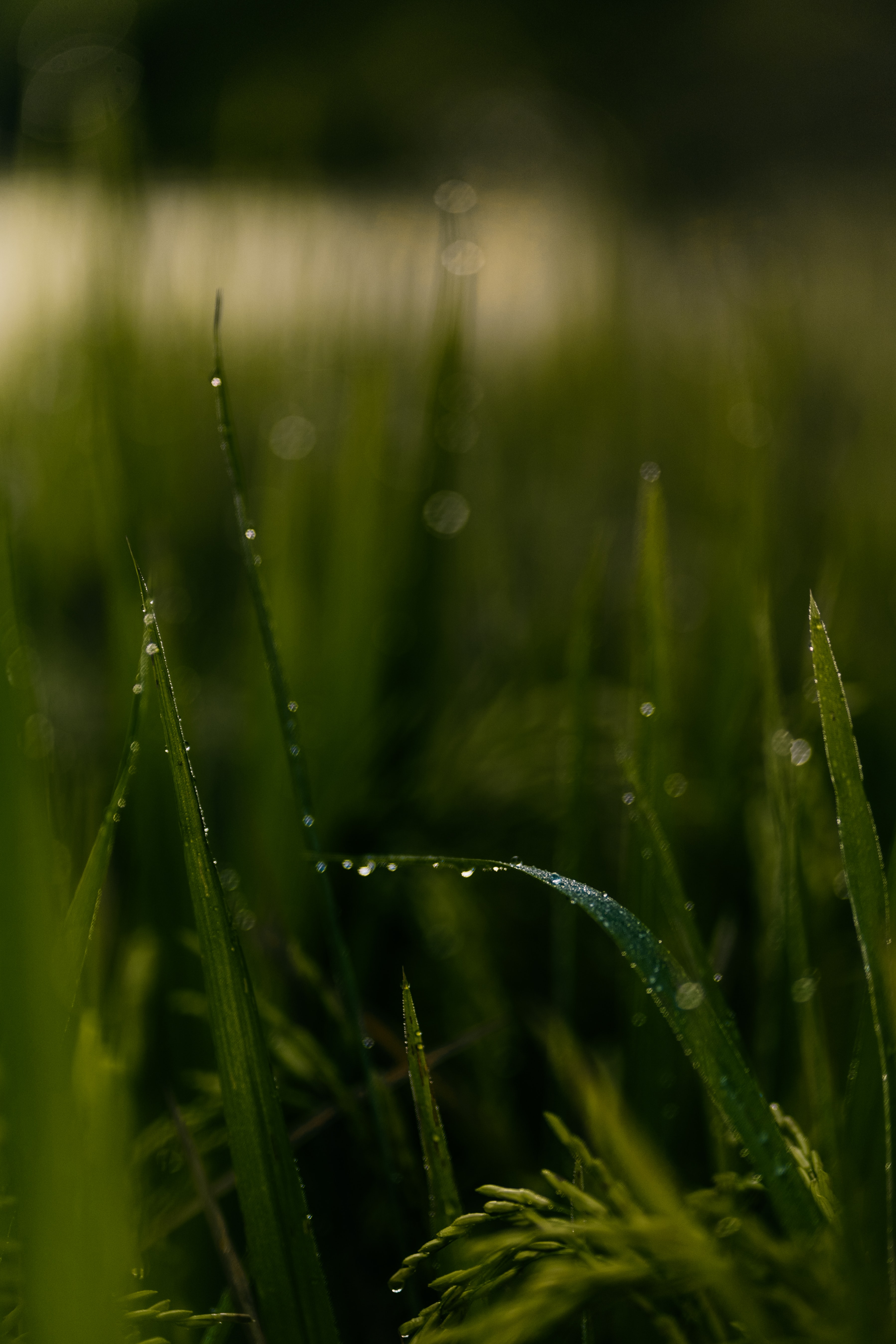 Download mobile wallpaper Grass, Field, Macro, Drops for free.
