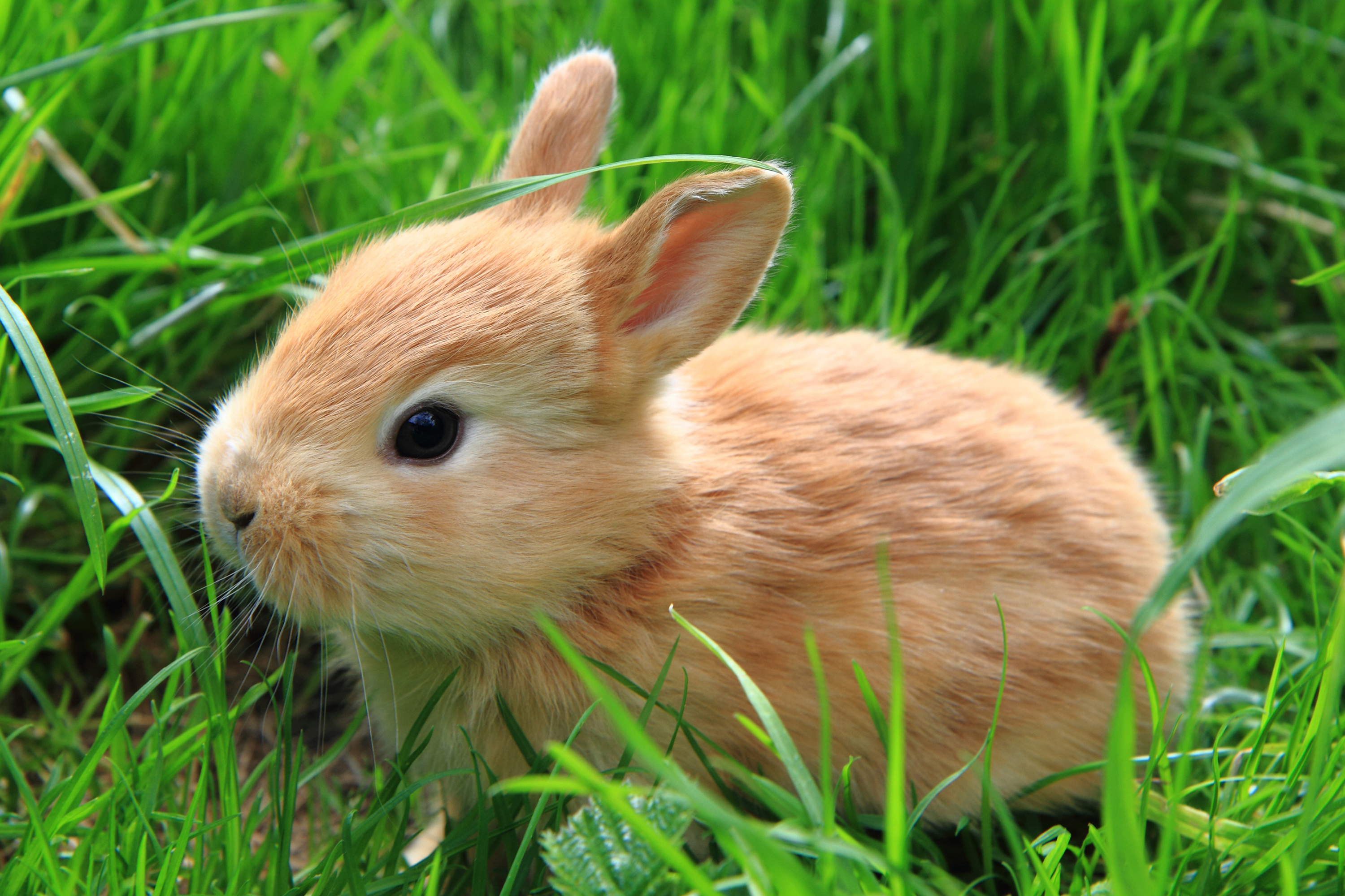 PCデスクトップに動物, うさぎ, 赤ちゃん動物画像を無料でダウンロード