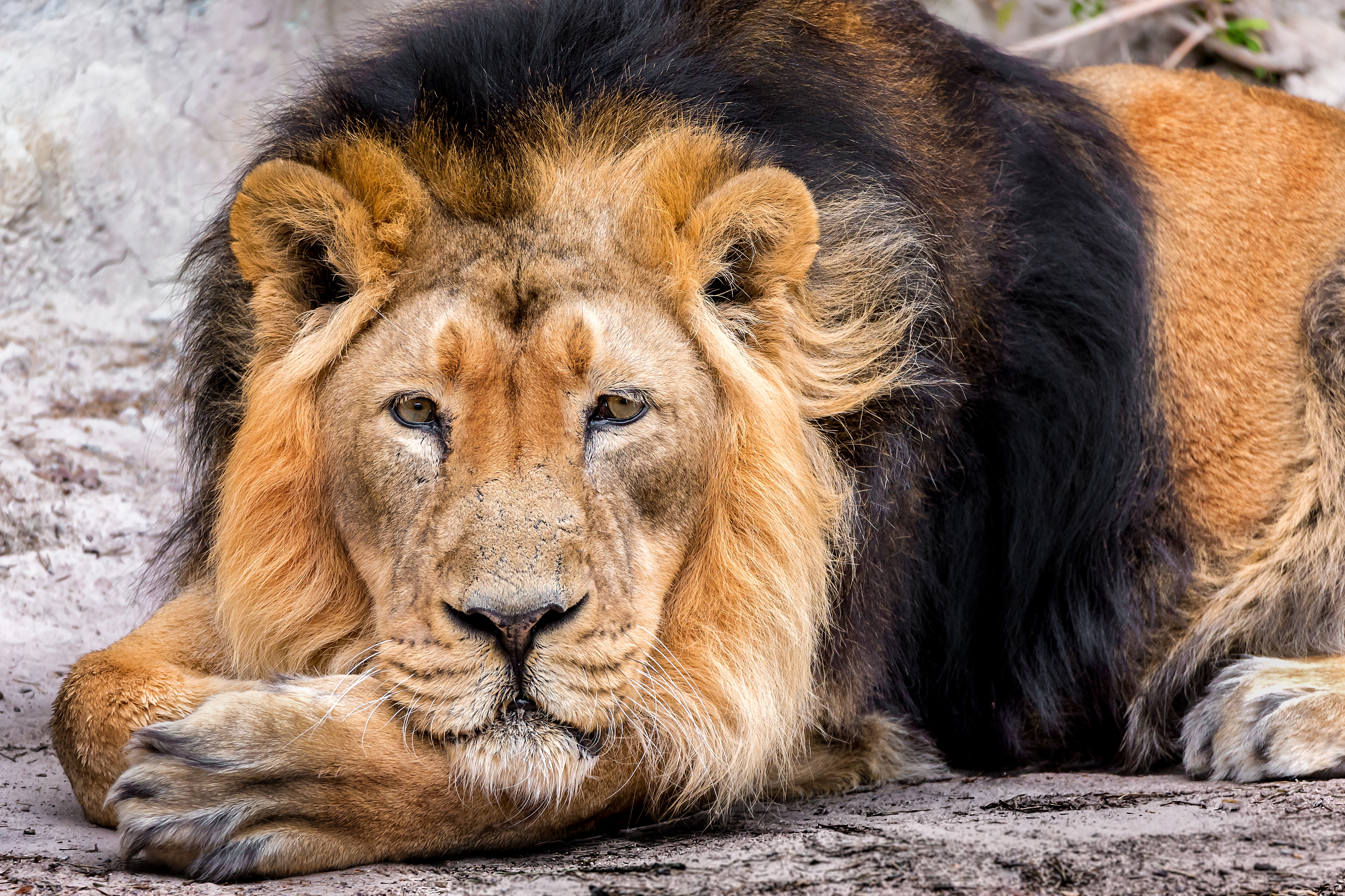 Téléchargez gratuitement l'image Animaux, Chats, Lion sur le bureau de votre PC