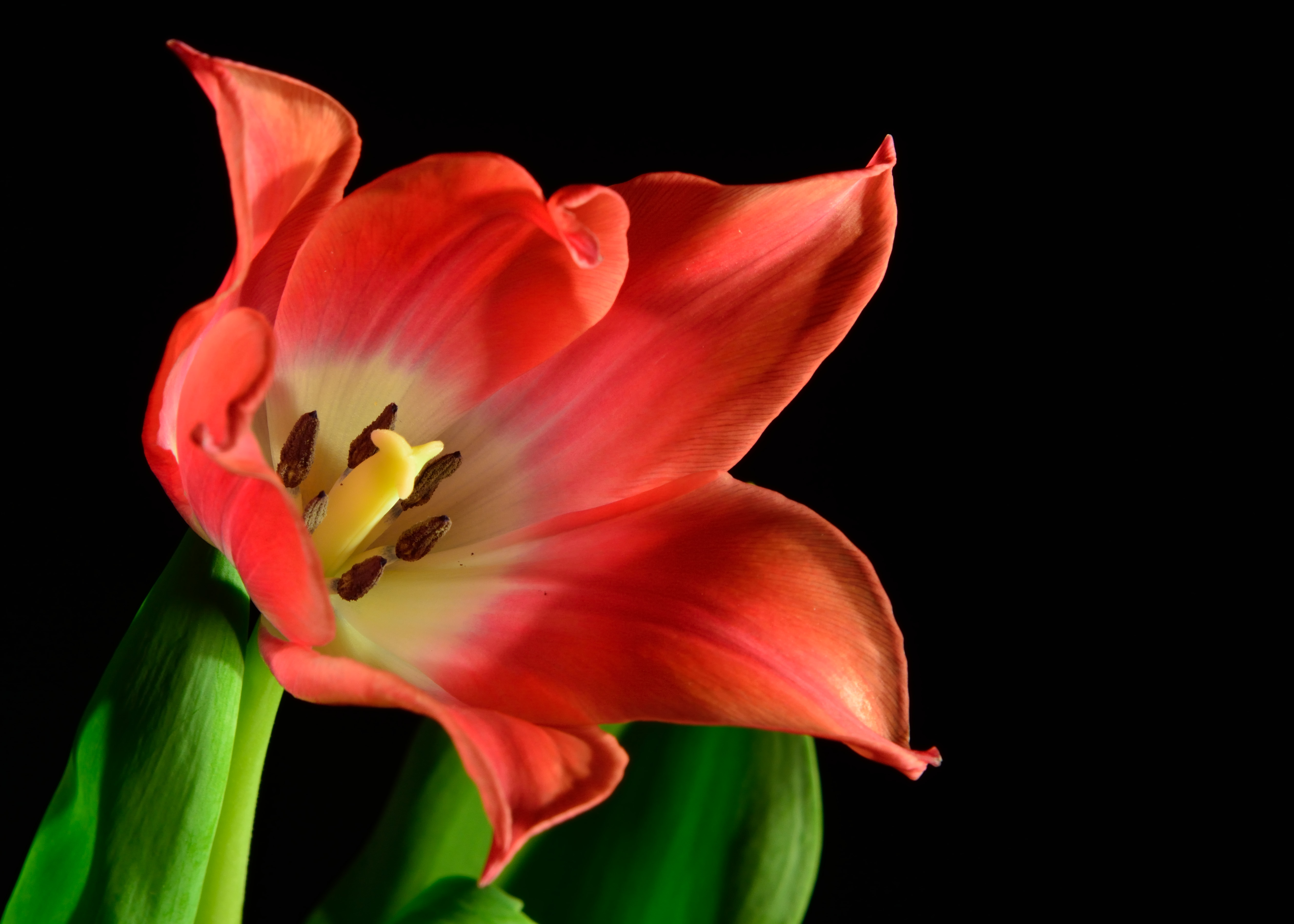 Descarga gratis la imagen Flores, Flor, Tulipán, Flor Roja, Tierra/naturaleza en el escritorio de tu PC