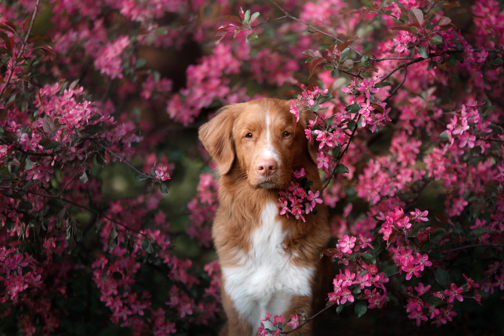 443826 завантажити картинку тварина, новошотландський качений ретривер, пес, рожева квітка, собаки - шпалери і заставки безкоштовно