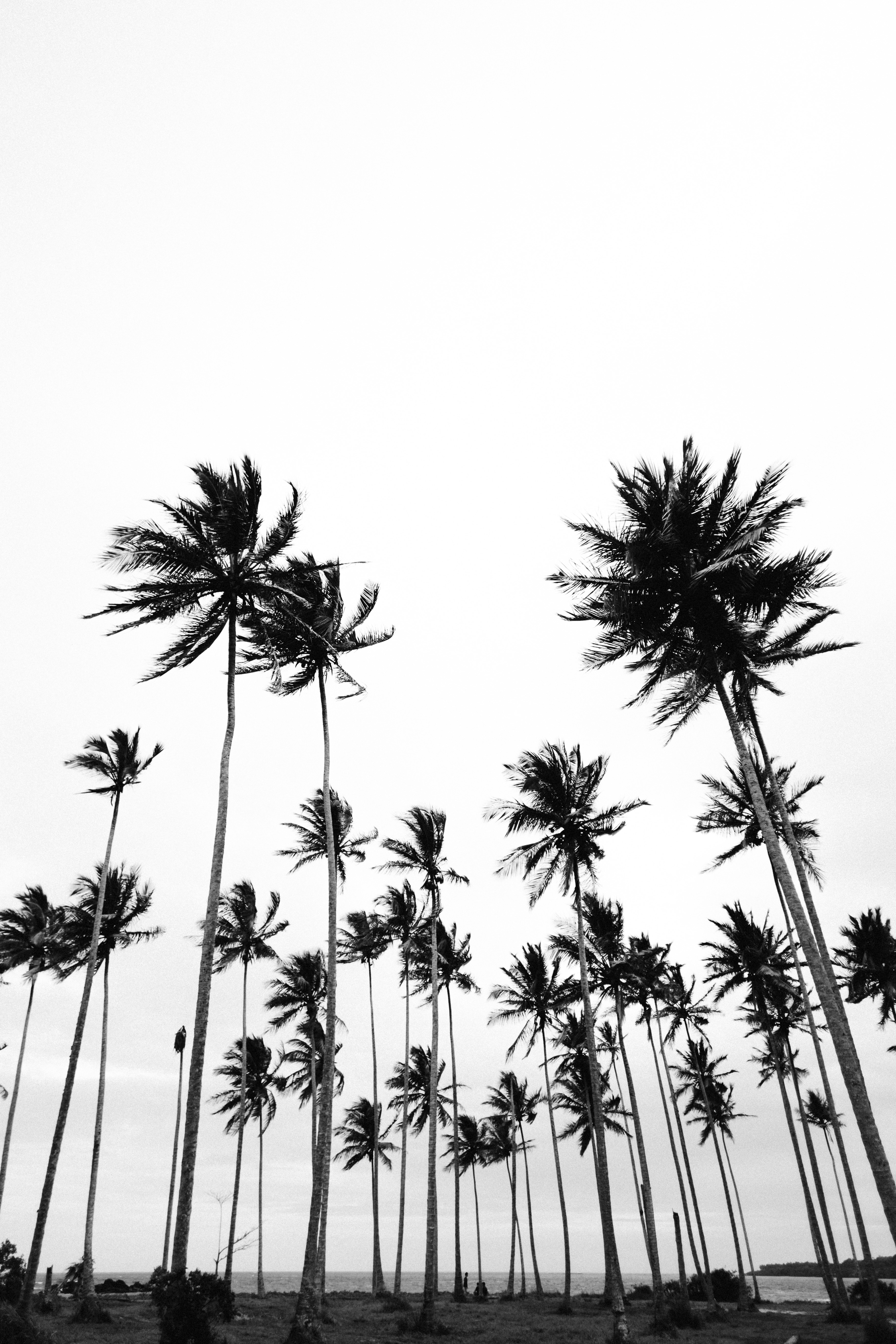Download mobile wallpaper Chb, Nature, Bw, Palms, Minimalism for free.