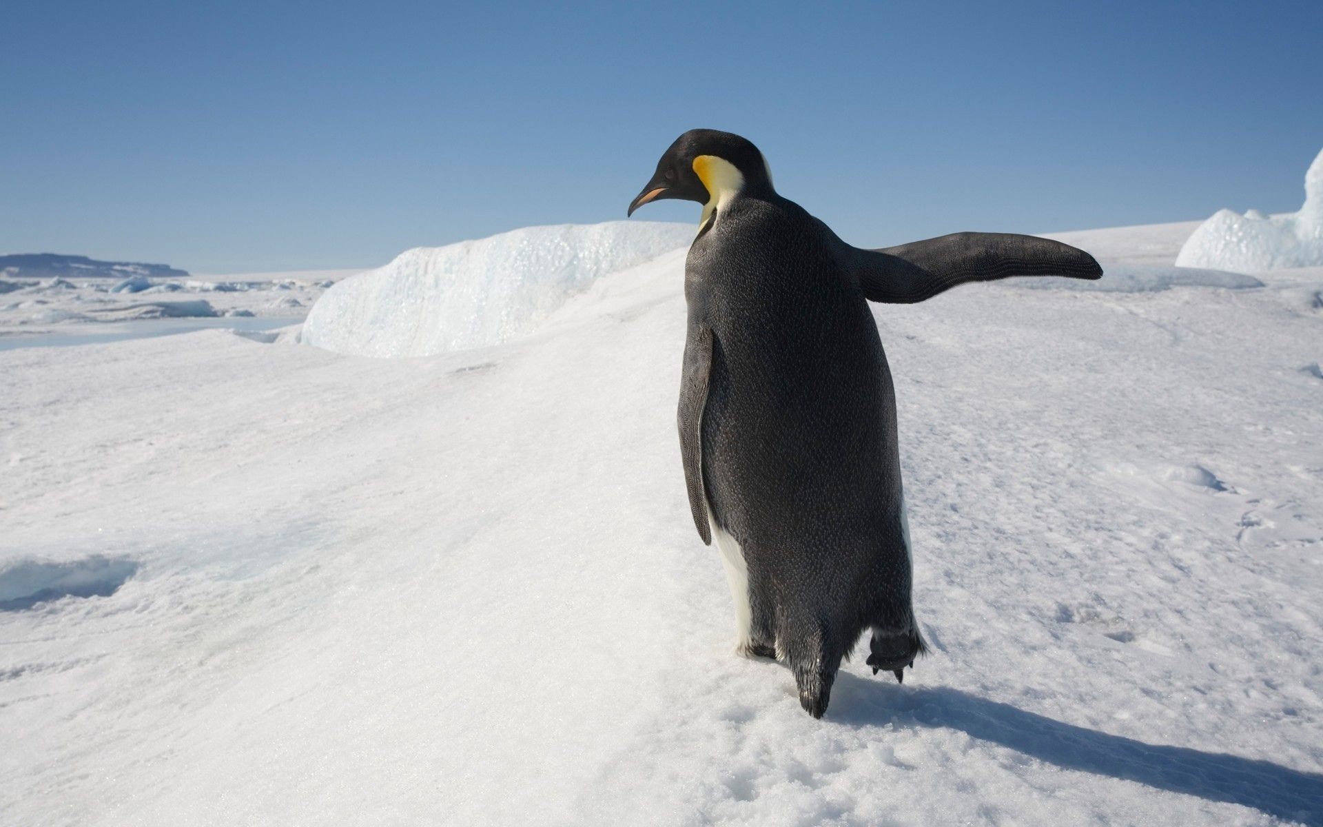 penguin, animals, snow, stroll, antarctica lock screen backgrounds