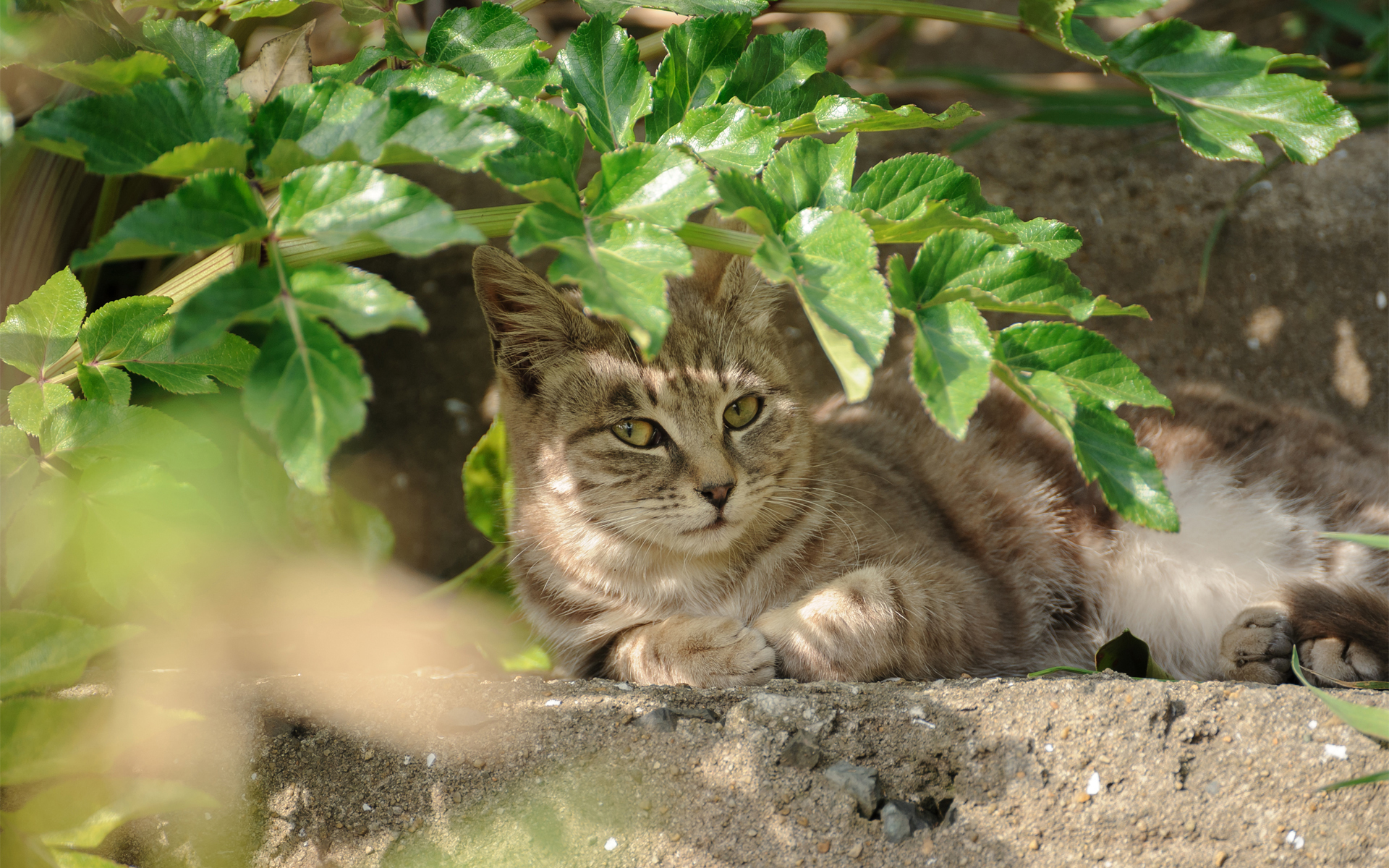 無料モバイル壁紙動物, ネコ, 猫をダウンロードします。