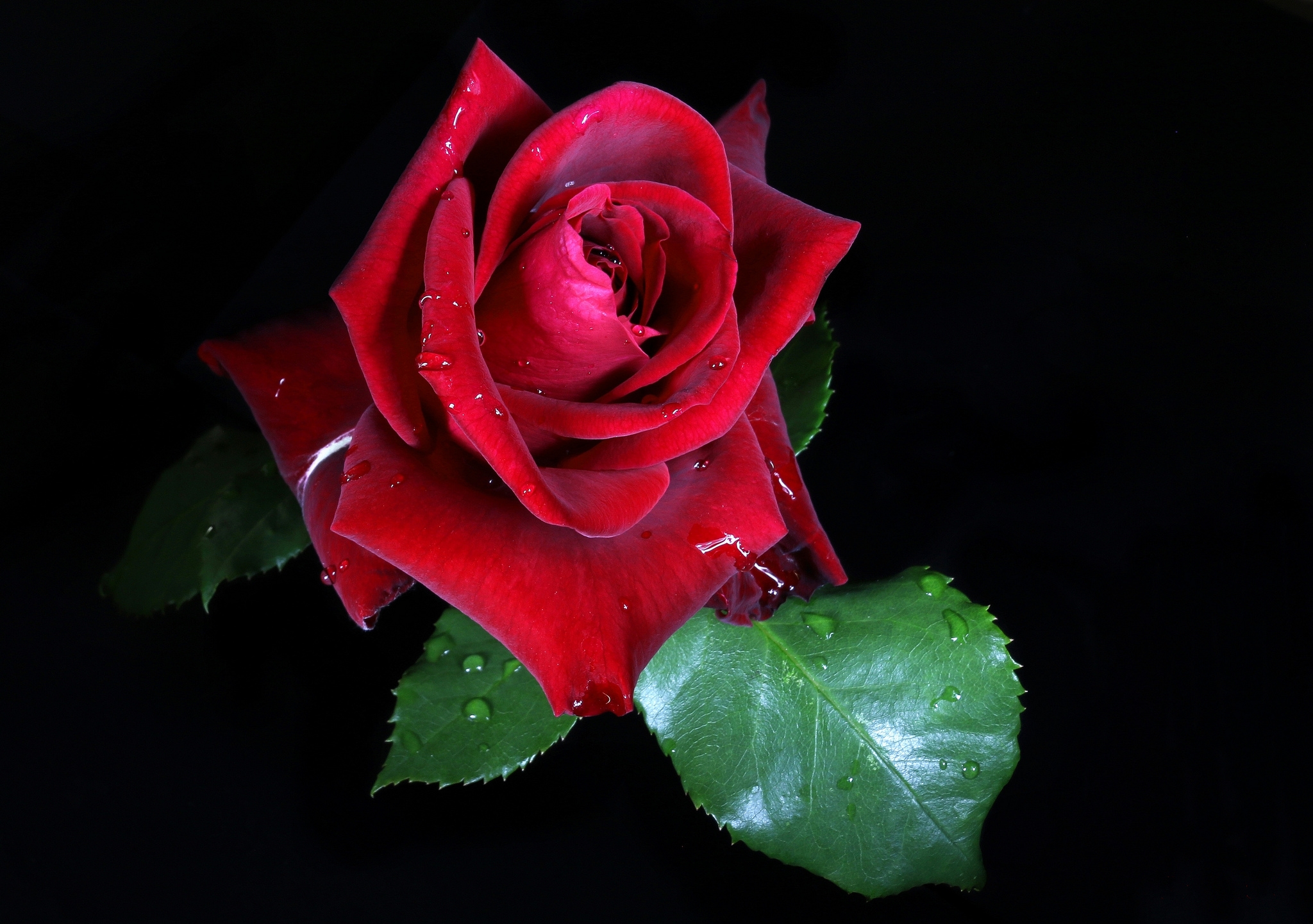 Скачать обои бесплатно Капли, Цветок, Роза, Красная Роза, Красный Цветок, Земля/природа, Флауэрсы картинка на рабочий стол ПК
