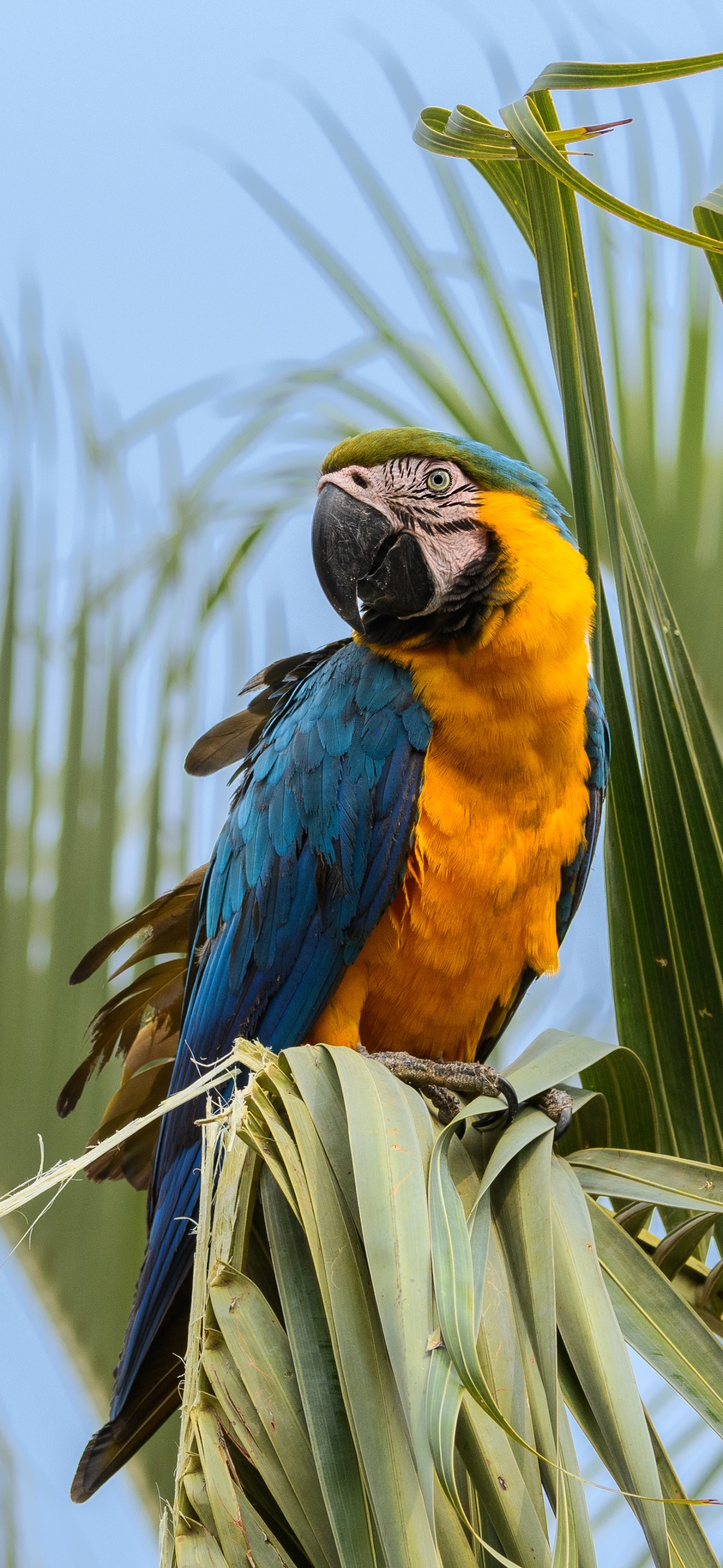 Free download wallpaper Birds, Bird, Animal, Macaw, Parrot, Blue And Yellow Macaw on your PC desktop