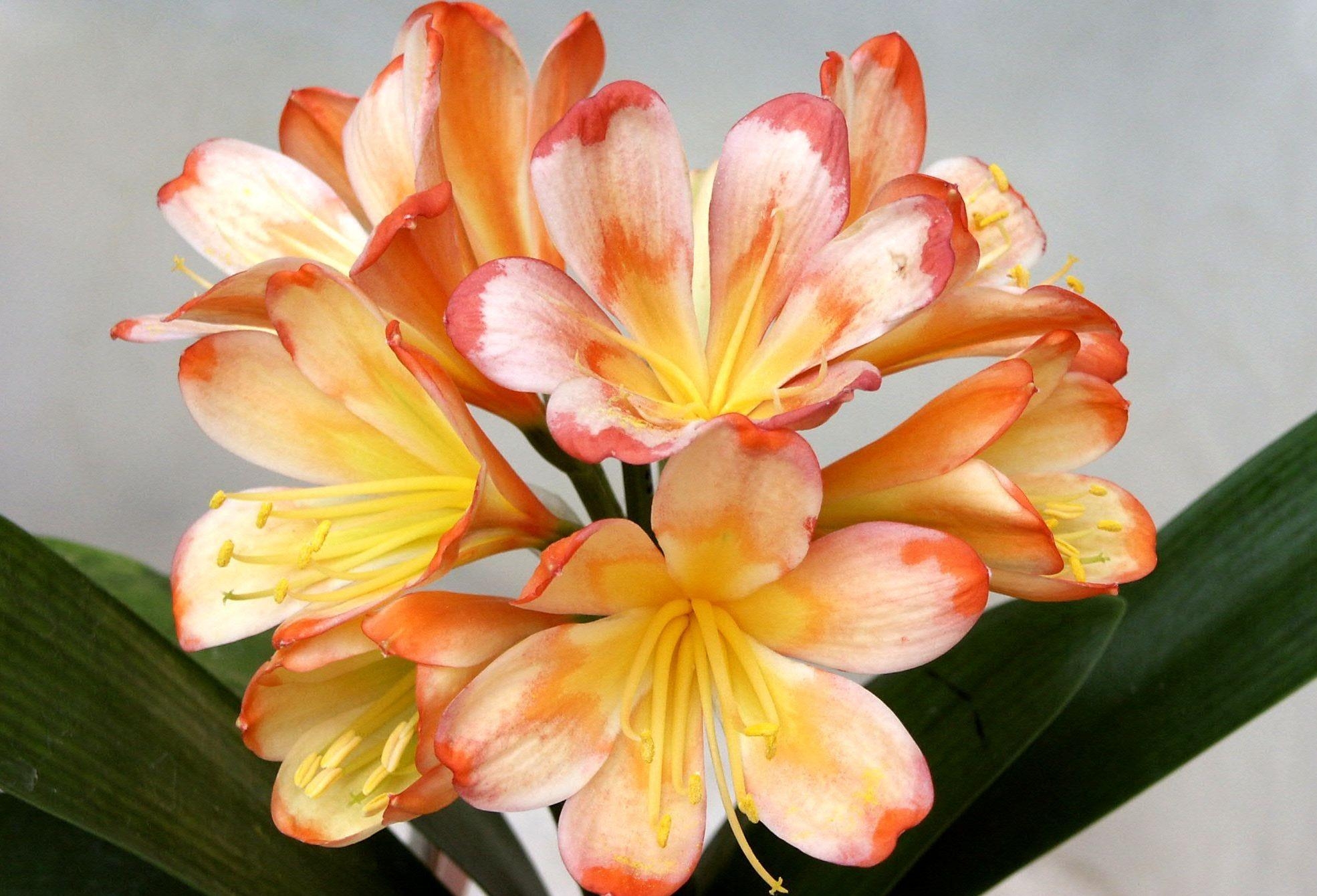 Free download wallpaper Flowers, Flower, Clivia, Stamens, Bright, Close Up on your PC desktop