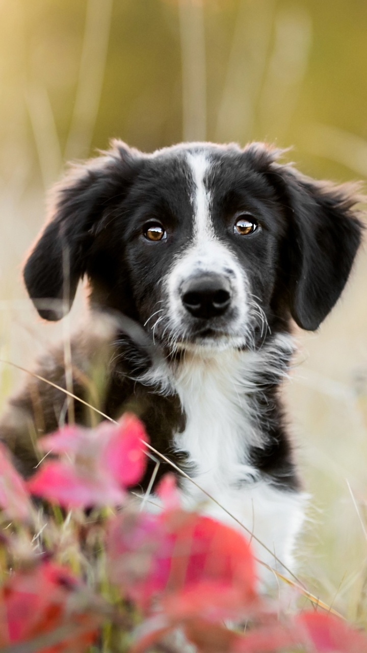 Handy-Wallpaper Tiere, Hunde, Hund, Welpen, Border Collie, Tierbaby, Welpe kostenlos herunterladen.