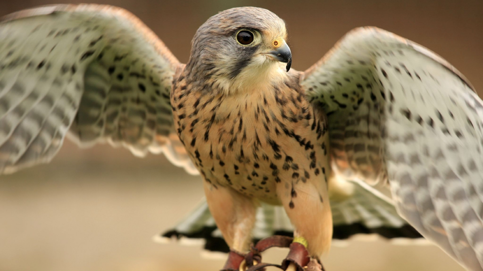 Laden Sie das Tiere, Vögel, Falke-Bild kostenlos auf Ihren PC-Desktop herunter