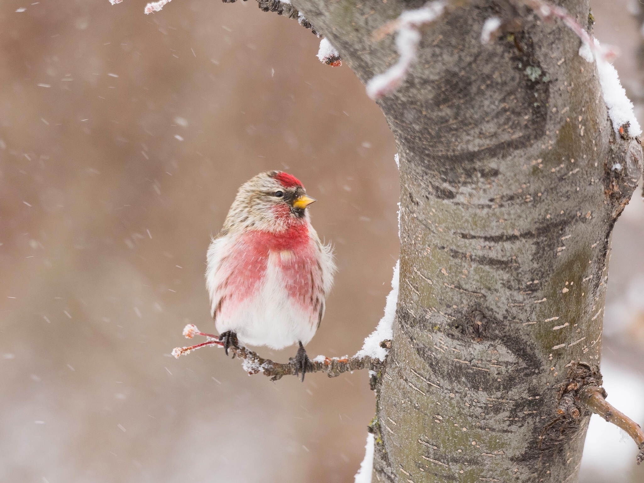 Free download wallpaper Winter, Birds, Bird, Animal on your PC desktop