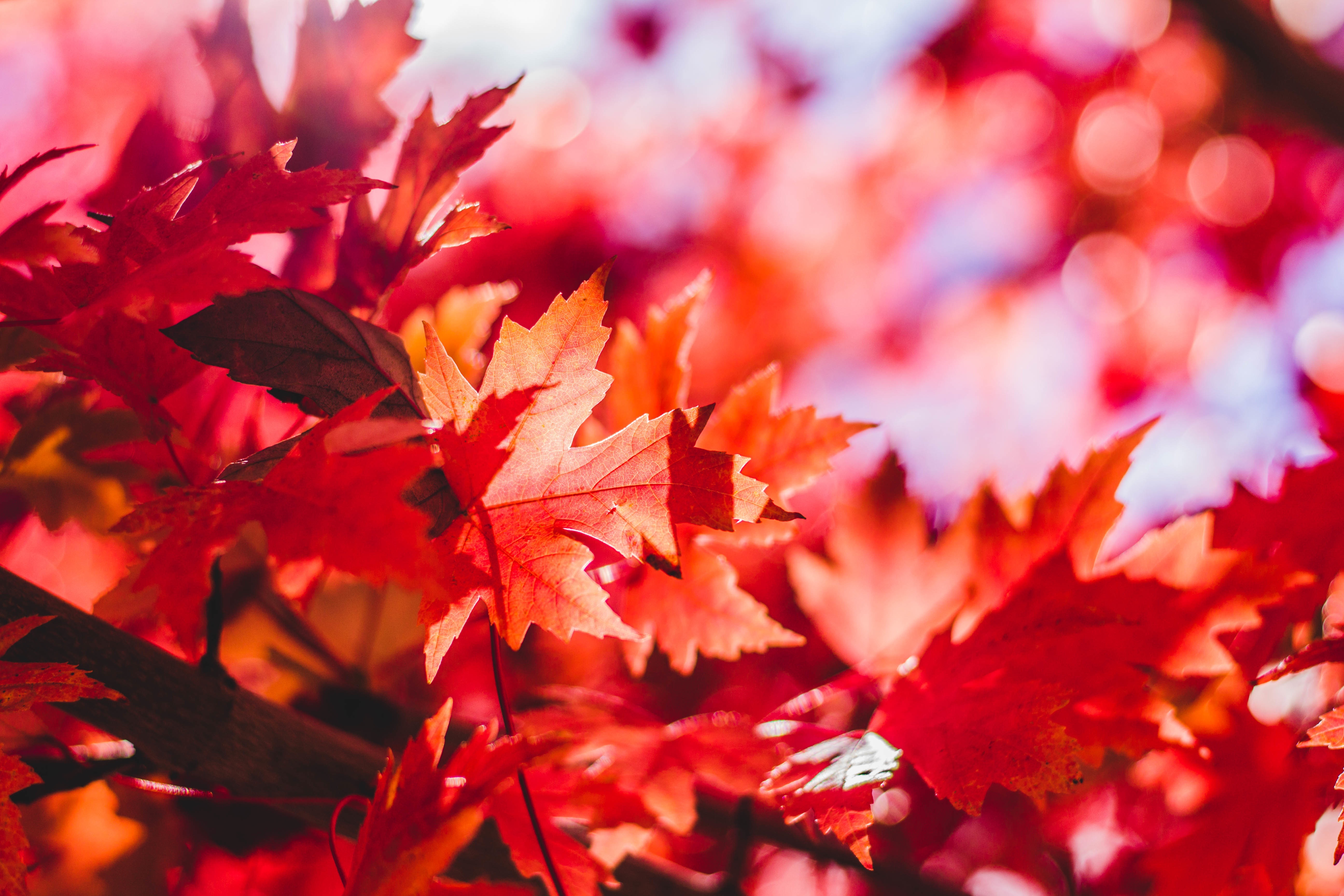 Laden Sie das Blätter, Blendung, Ahorn, Natur-Bild kostenlos auf Ihren PC-Desktop herunter