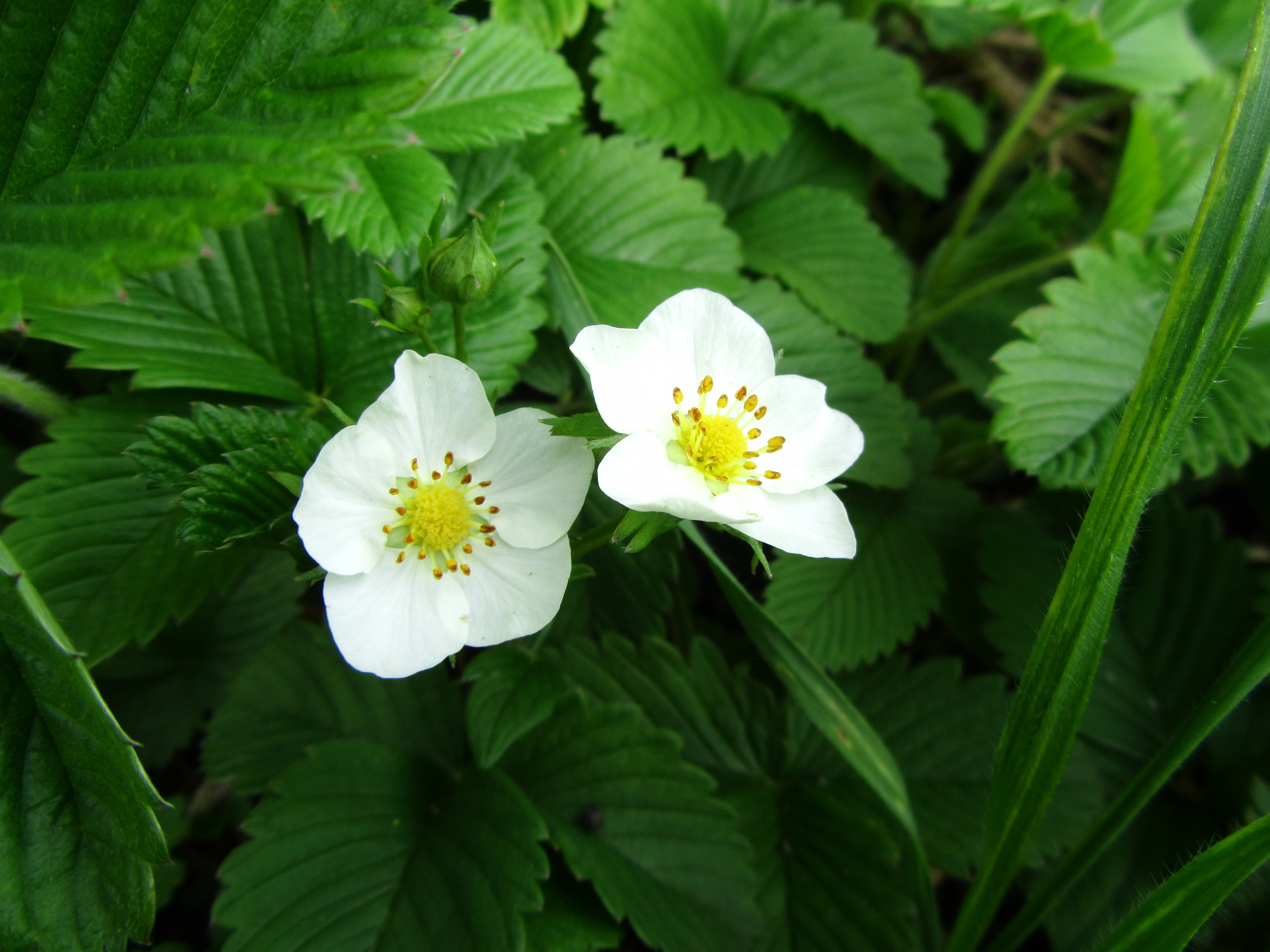 Handy-Wallpaper Erdbeere, Planze, Blumen, Blume, Erde/natur kostenlos herunterladen.