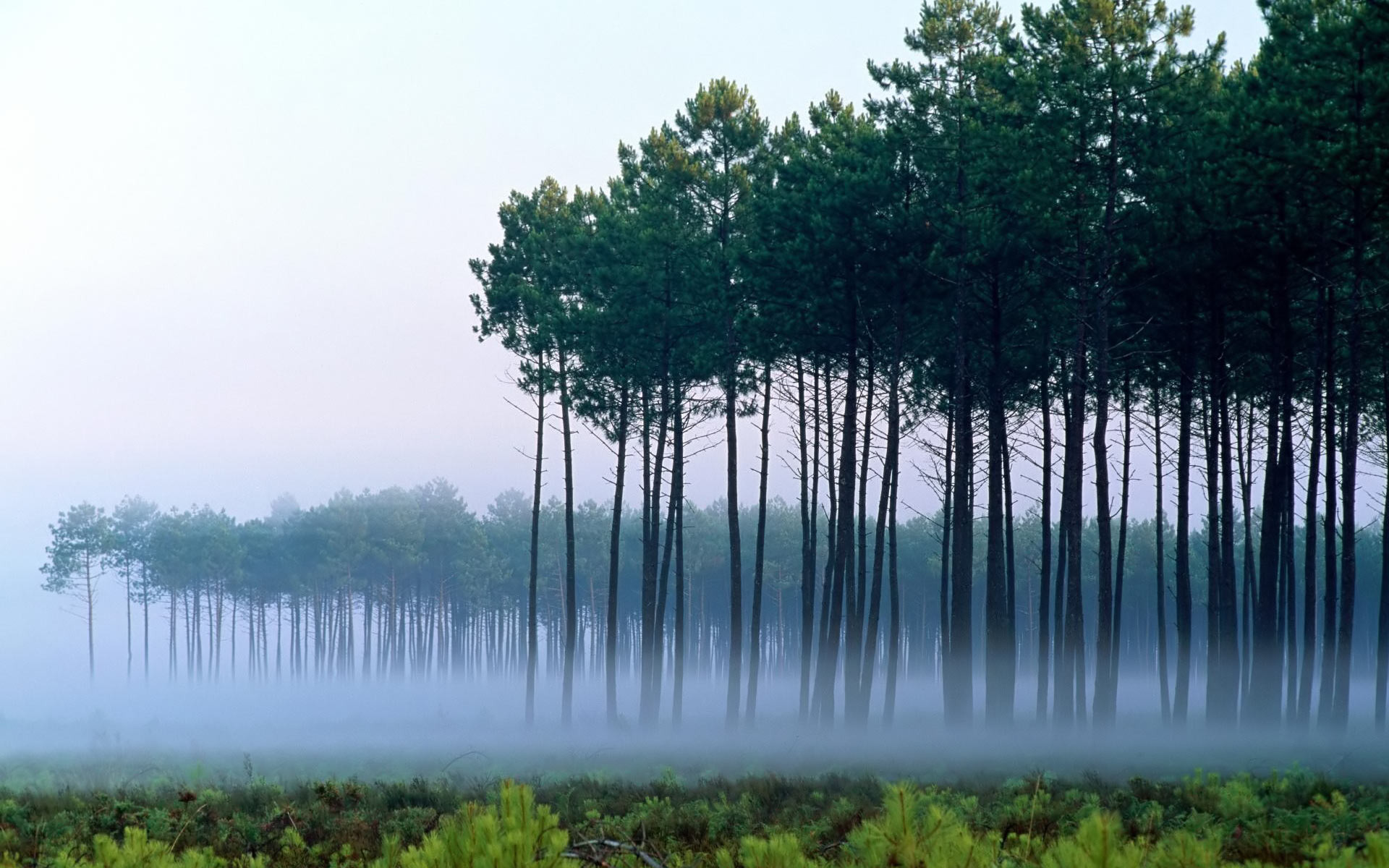 Handy-Wallpaper Nebel, Erde/natur kostenlos herunterladen.