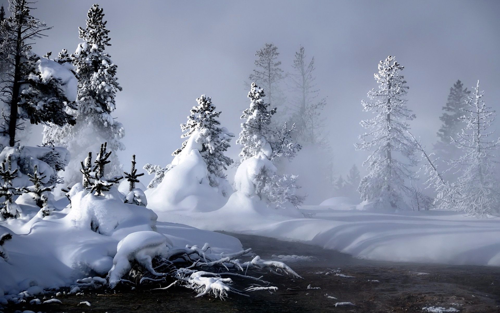 winter, nature, rivers, trees, snow, fog, roots, steam