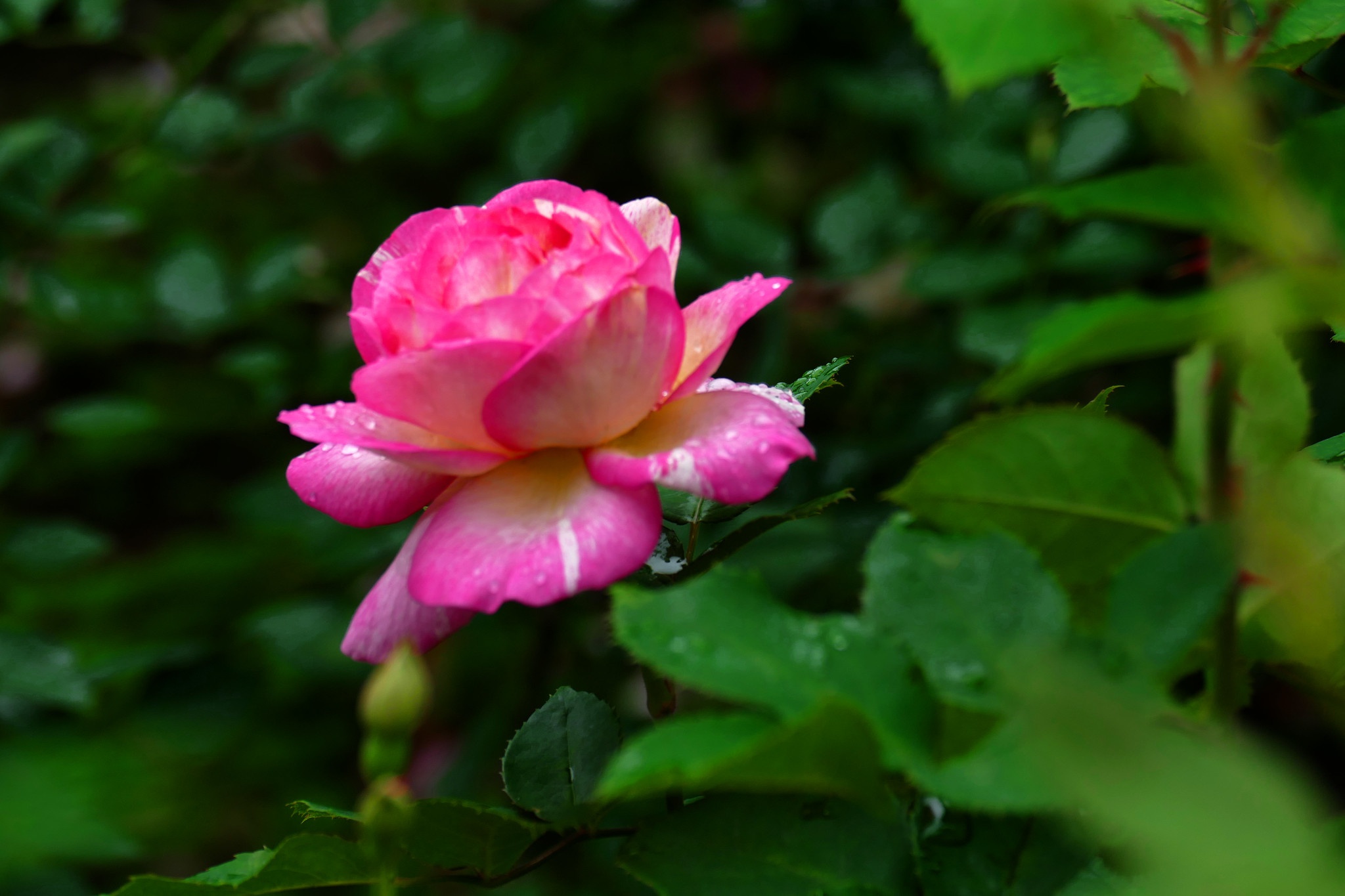 無料モバイル壁紙フラワーズ, 薔薇, 地球をダウンロードします。