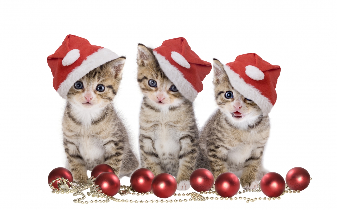 Handy-Wallpaper Feiertage, Weihnachten, Katze, Weihnachtsschmuck, Weihnachtsmütze kostenlos herunterladen.