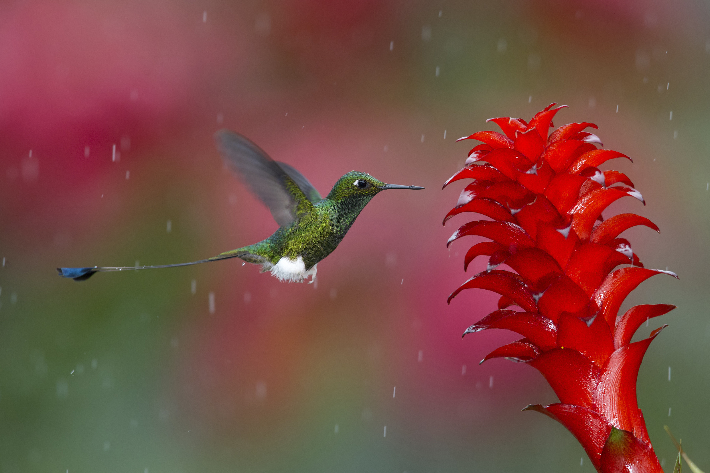 humming birds, flight, animals, plant, bird HD wallpaper