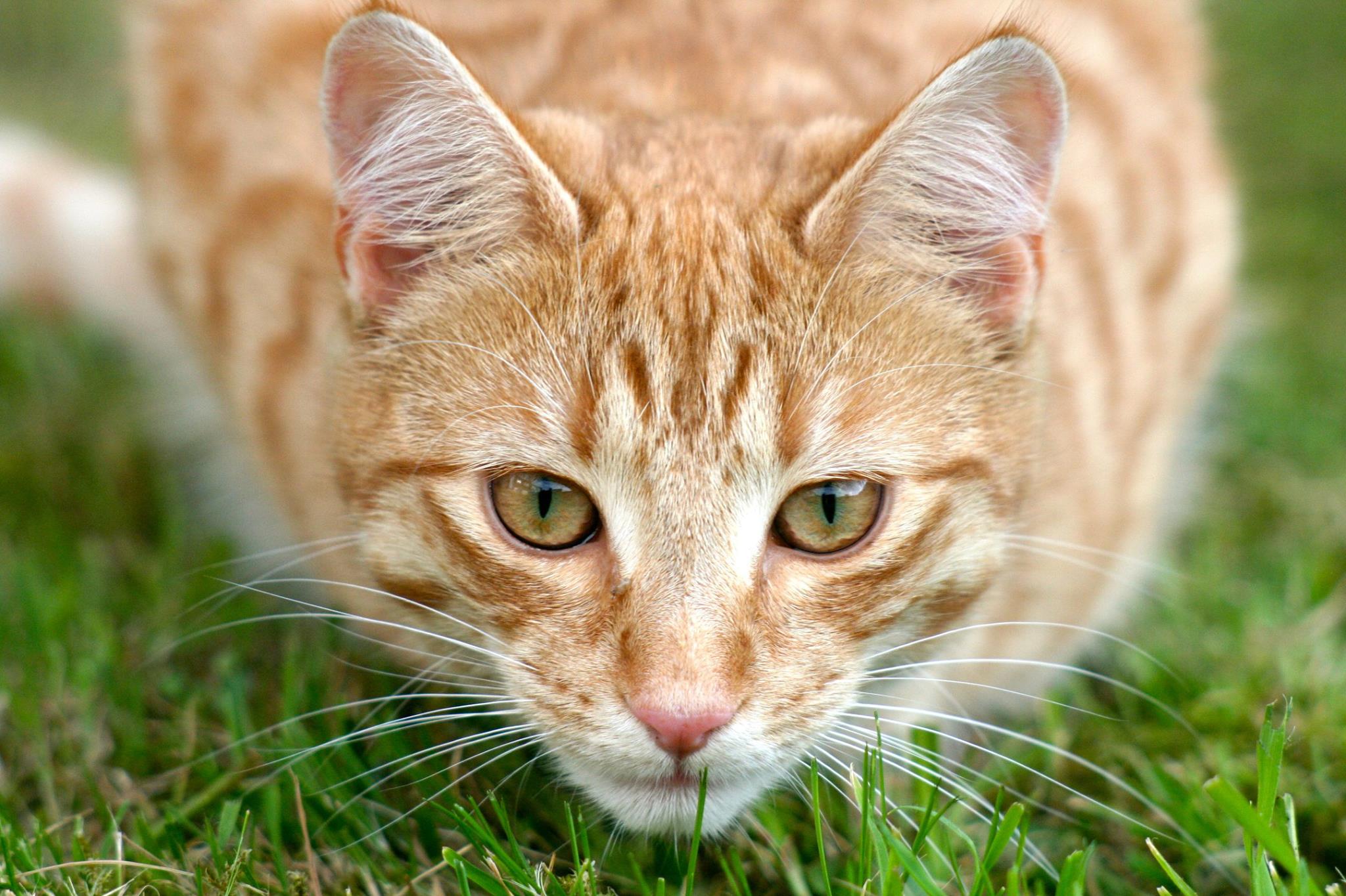 Laden Sie das Tiere, Katzen, Katze, Nahansicht-Bild kostenlos auf Ihren PC-Desktop herunter